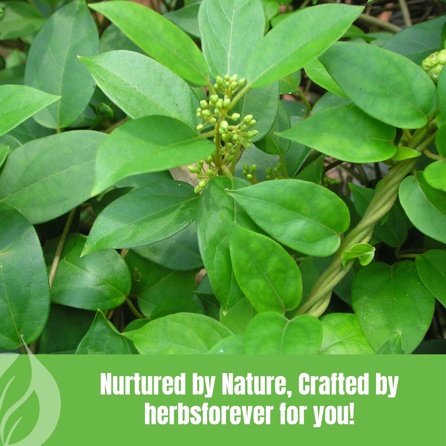 Herbsforever Gotu Kola Powder 16 Ounce