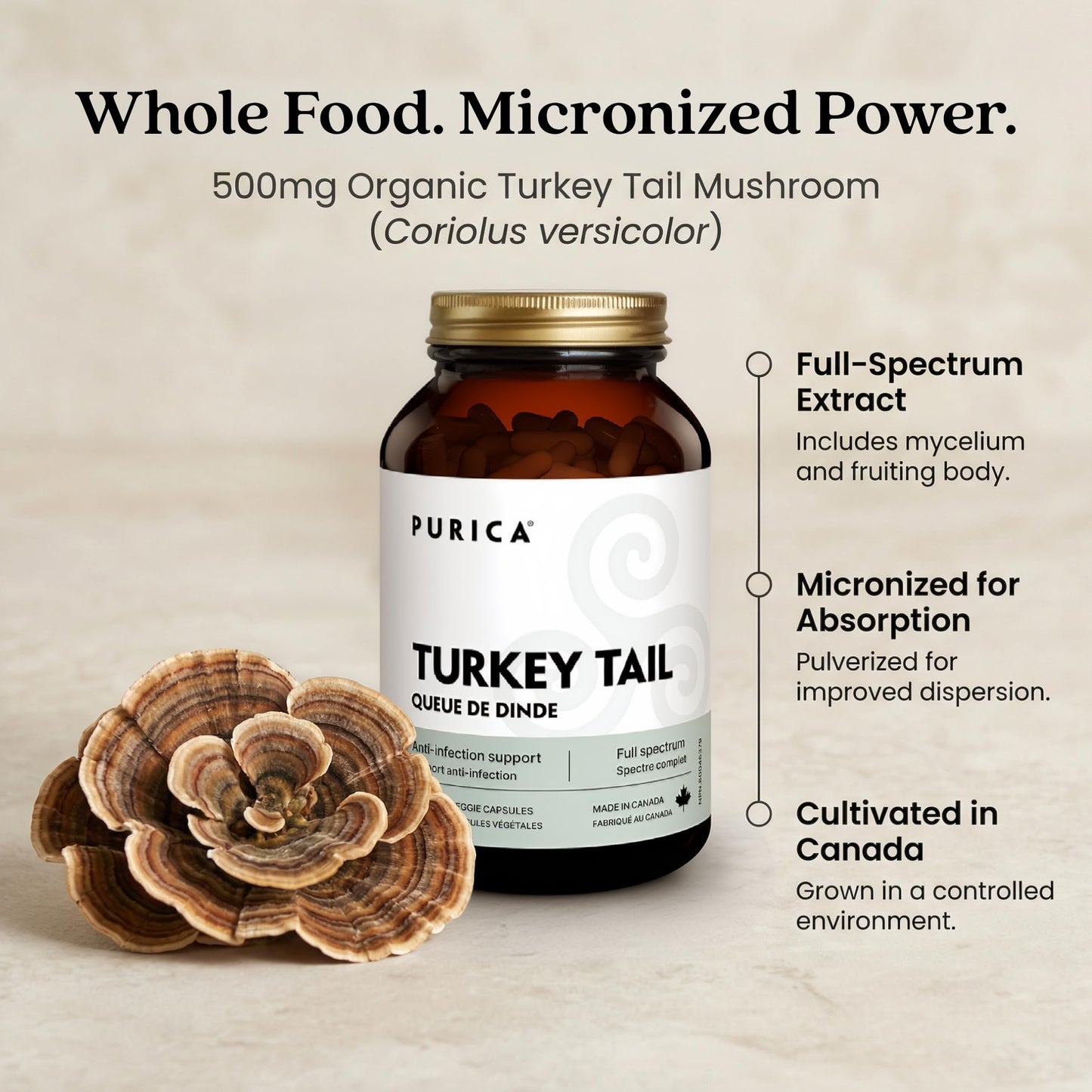 PURICA Coriolus Yunzhi Mushroom (Turkey Tail) 500mg Capsule 120 Count