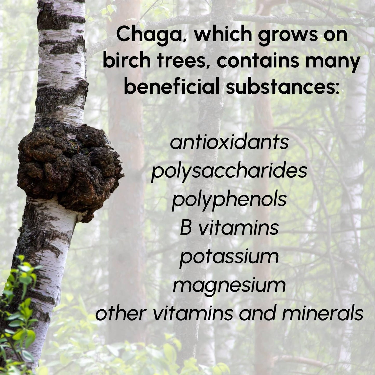 Beleon Goods For Life Chaga Mushrooms Powder 8 oz