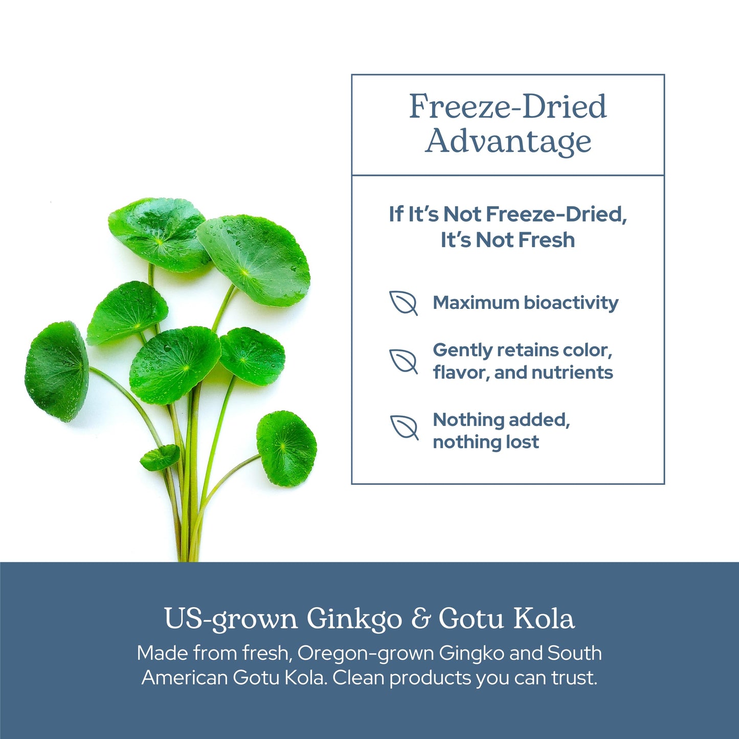 Eclectic Institute Ginkgo Gotu Kola Capsules 90 Count