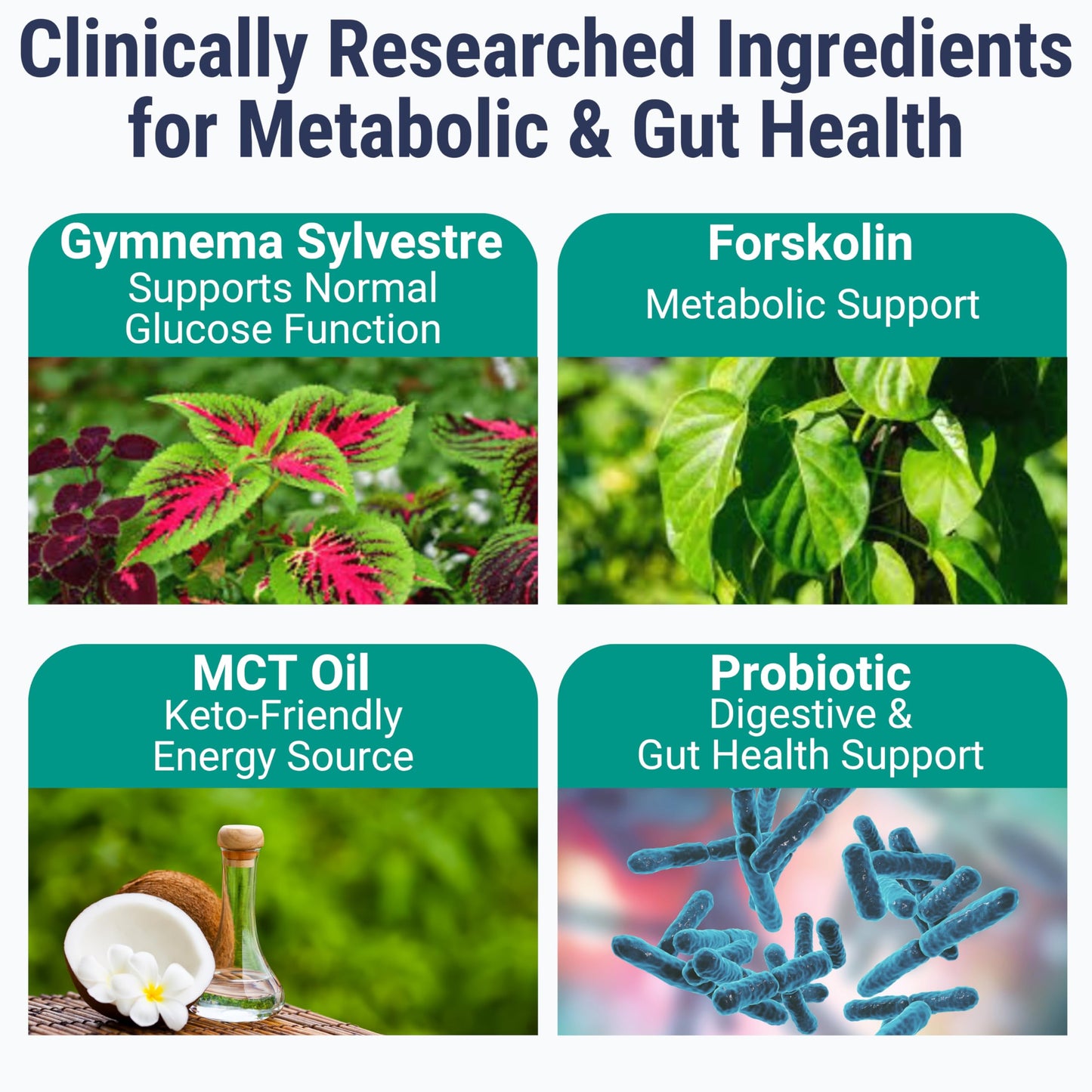 SHIZAM C8 C10 MCT Oil Gymnema Sylvestre Chromium Picolinate Probiotic Bacillus Coagulans Organic Berberine Extract Gummies 60 Count