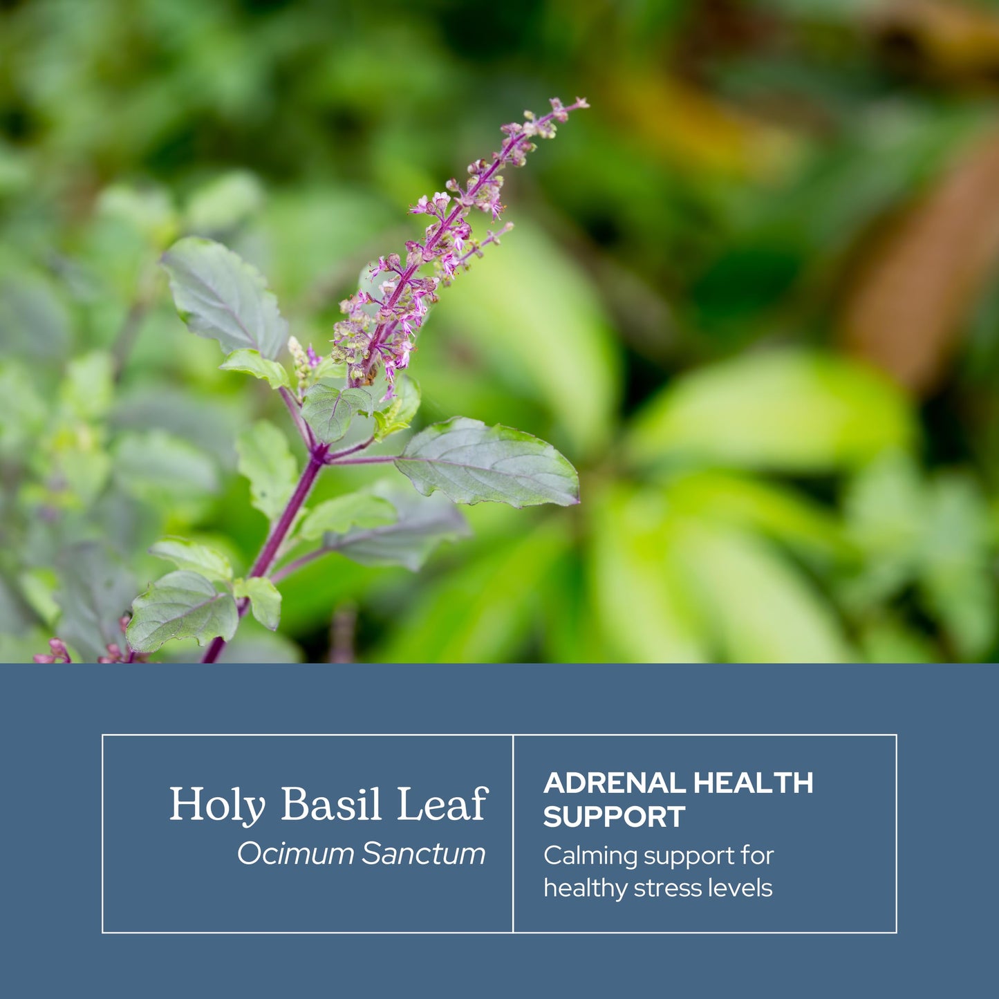 ECLECTIC INSTITUTE Holy Basil Capsules 90 Count
