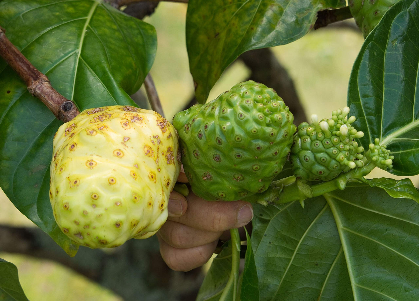 Kanai Farms Virgin Noni Powder 1 Count