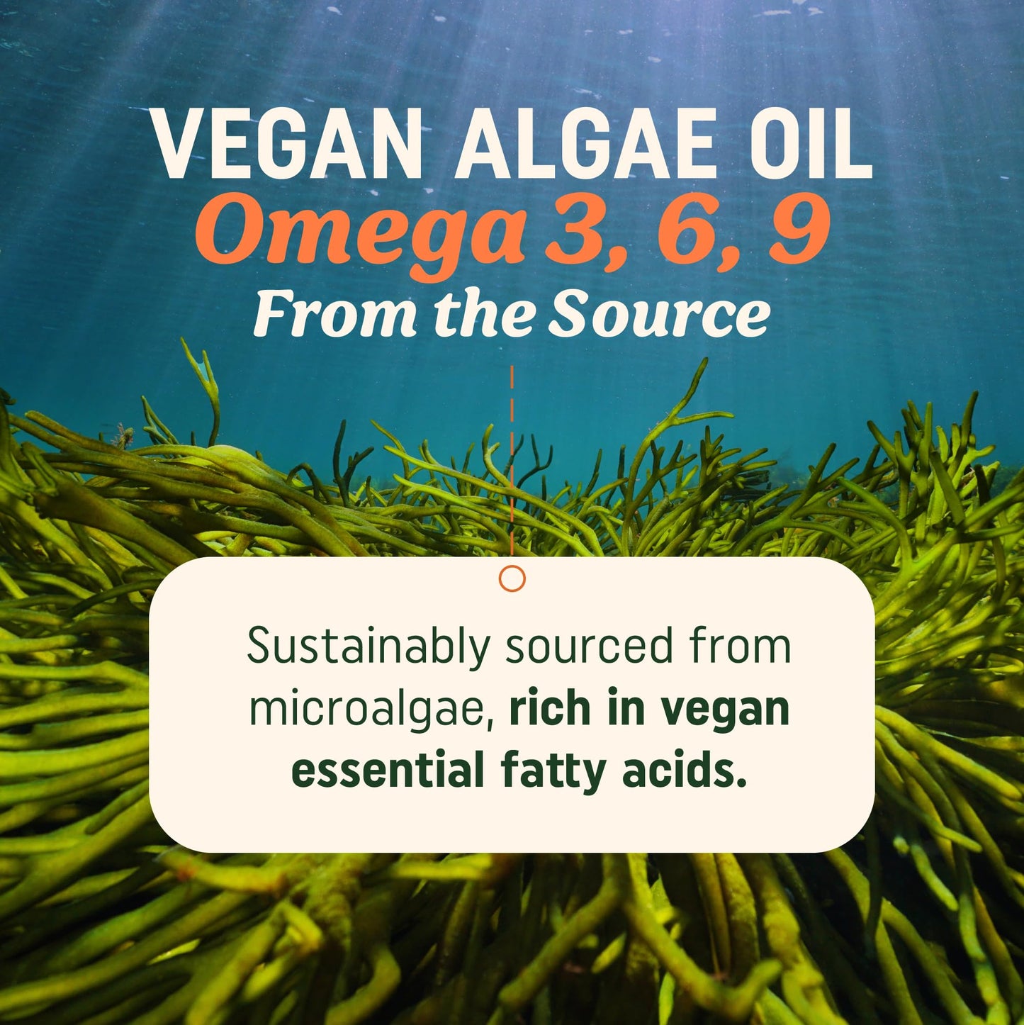 MAV NUTRITION Vegan Omega-3 Algae Oil Softgels 60 Count