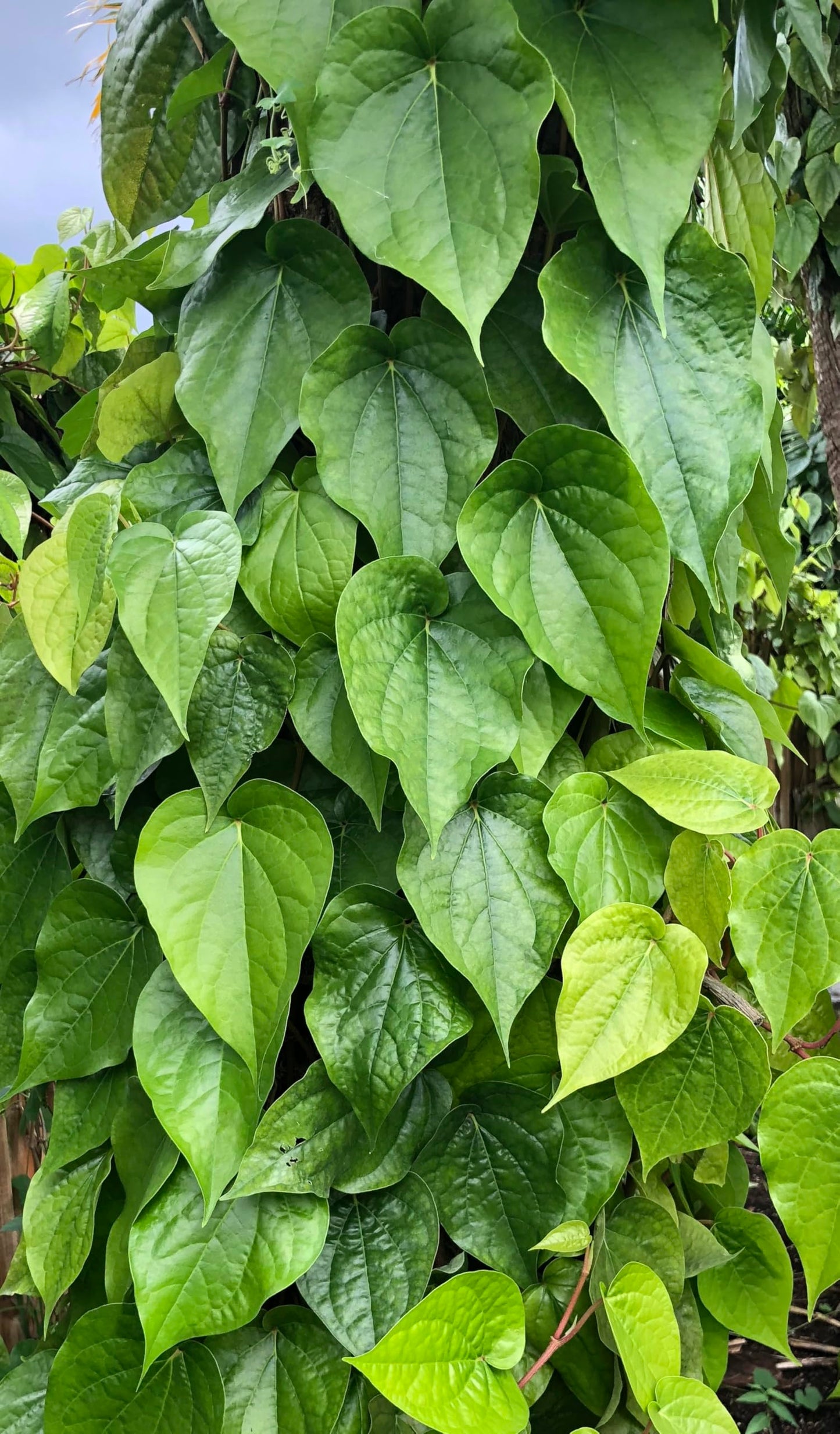 Goodluck Ganesha Betel Leaf (Fresh Paan, Piper Betel), 10 Count