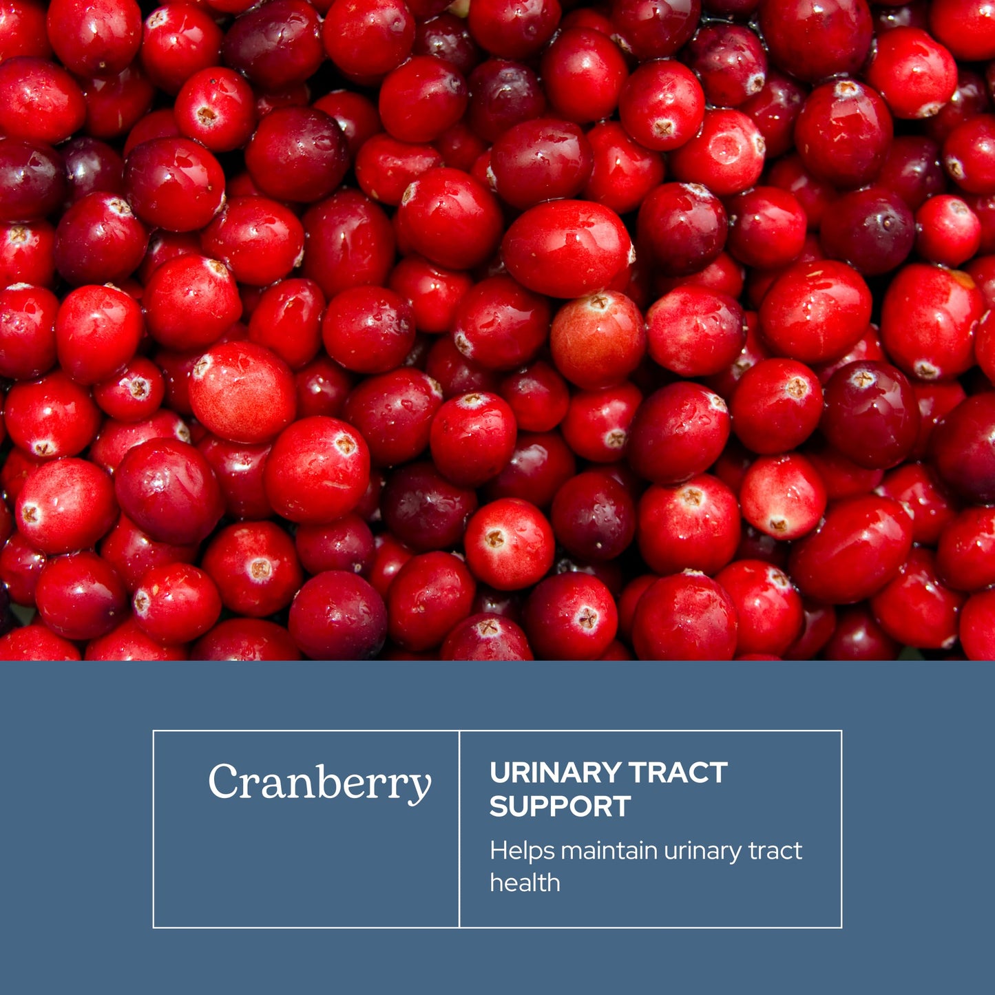 Eclectic Institute Premium Freeze Dried Cranberry Capsules, Urinary Tract Support, 90 Count