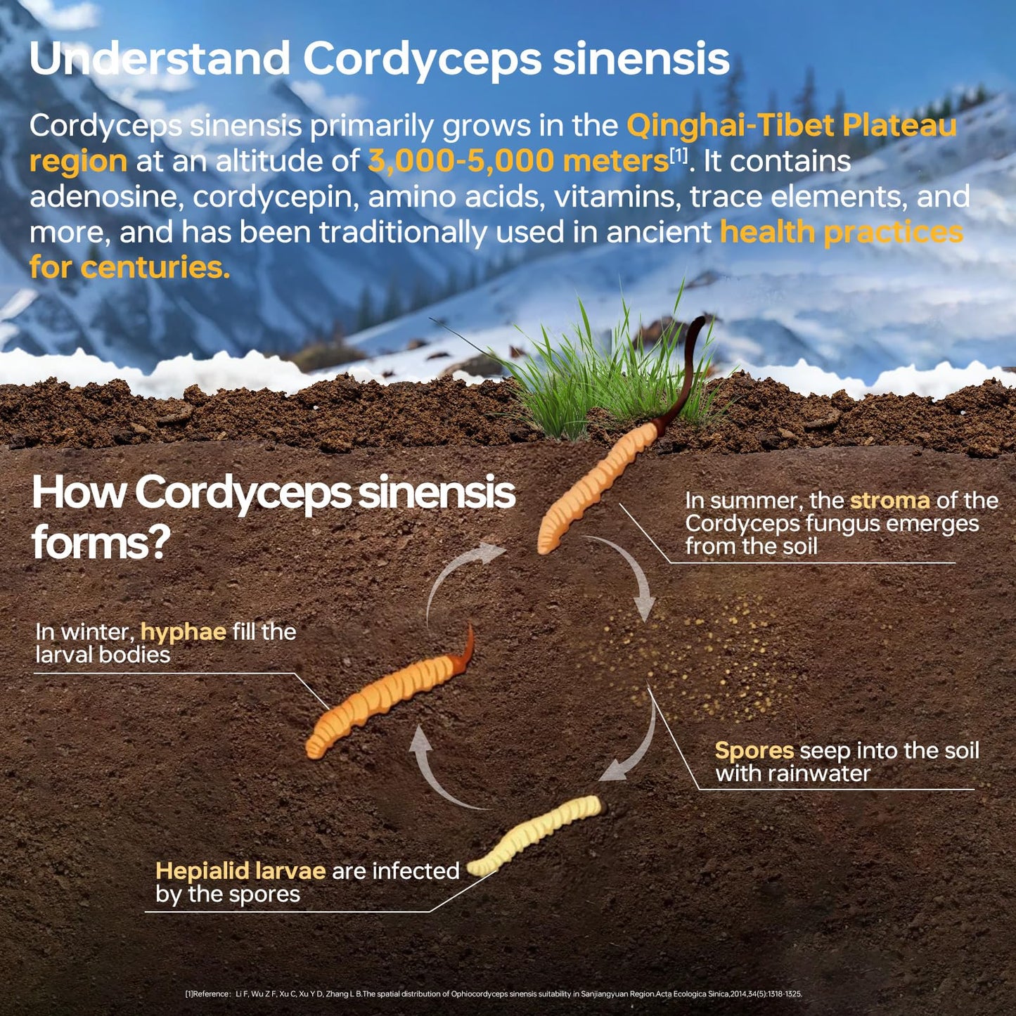 HUJ Cordyceps Mushroom Capsules - Cordyceps Supplement with Dual Mycelium - Kidney Health, Immune Health & Energy Support, 60 Capsules