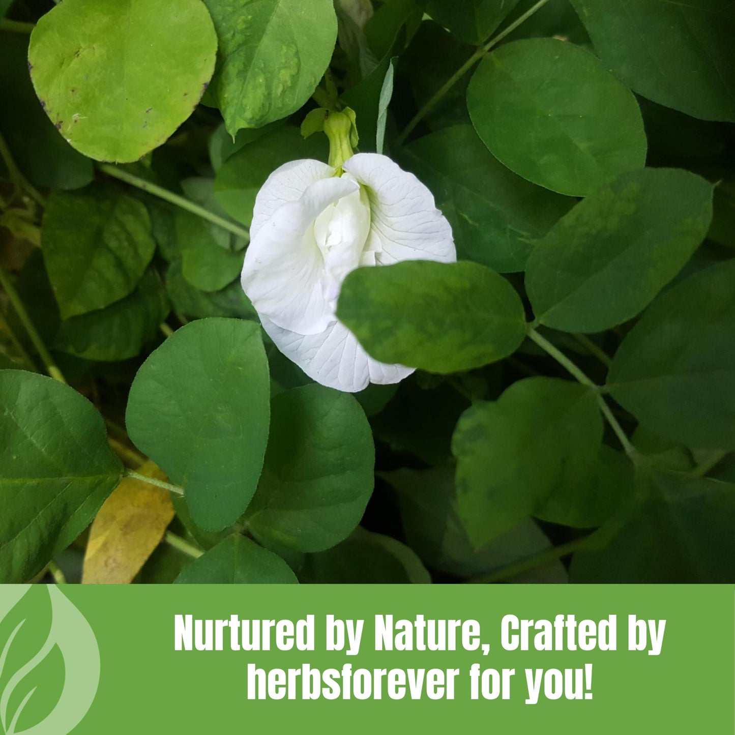 Herbsforever Shankhpushpi (Convolvulus Pluricaulis) Whole Plant Powder, 16 oz