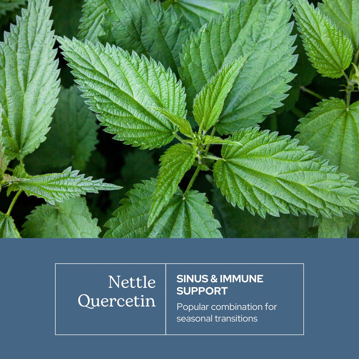 Eclectic Institute Nettles Quercetin Capsules, 50 Count