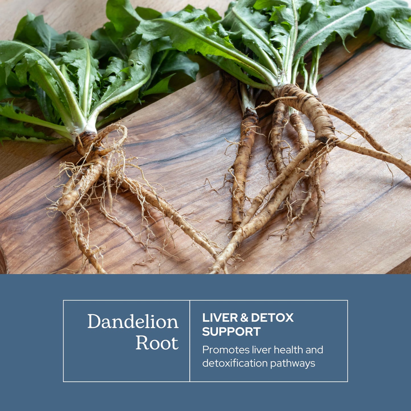 Eclectic Institute Dandelion Root Capsules 90 Count
