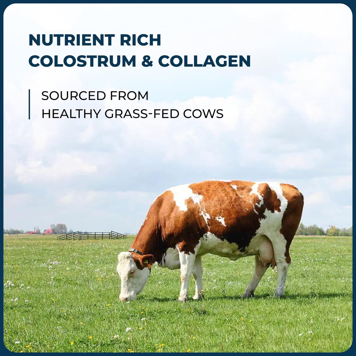 Sandhu's Bovine Colostrum with Collagen Powder, 18.41 oz
