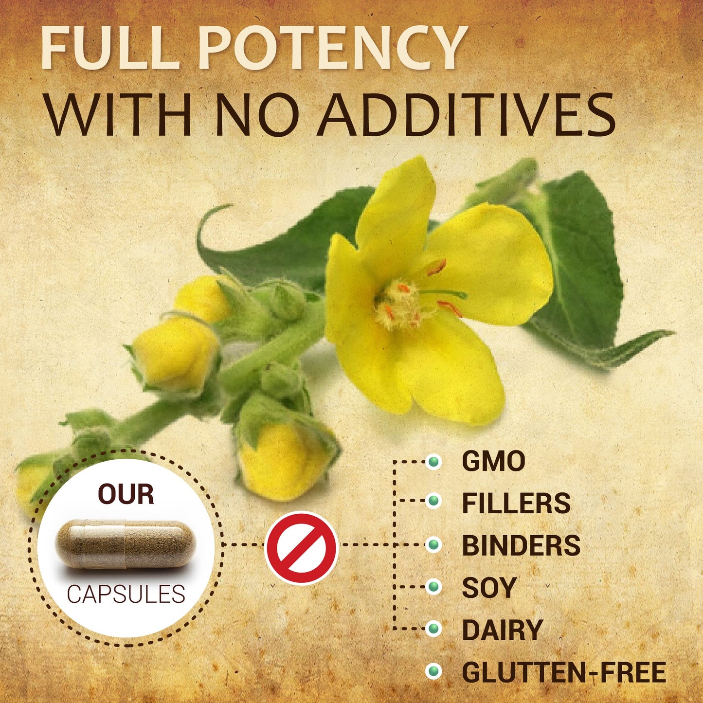 HERBALICIOUS Mullein Leaf Extract 100 Capsules