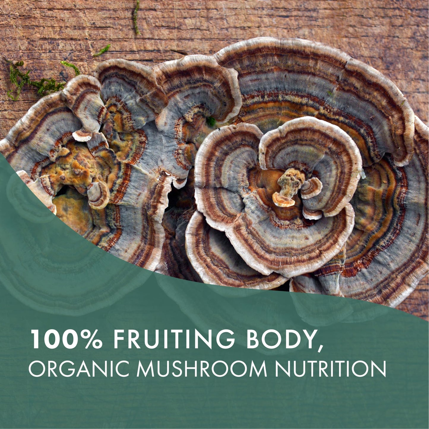 PURE ESSENCE LABS Organic Turkey Tail 4X Mushroom Extract Capsules, 30 Count