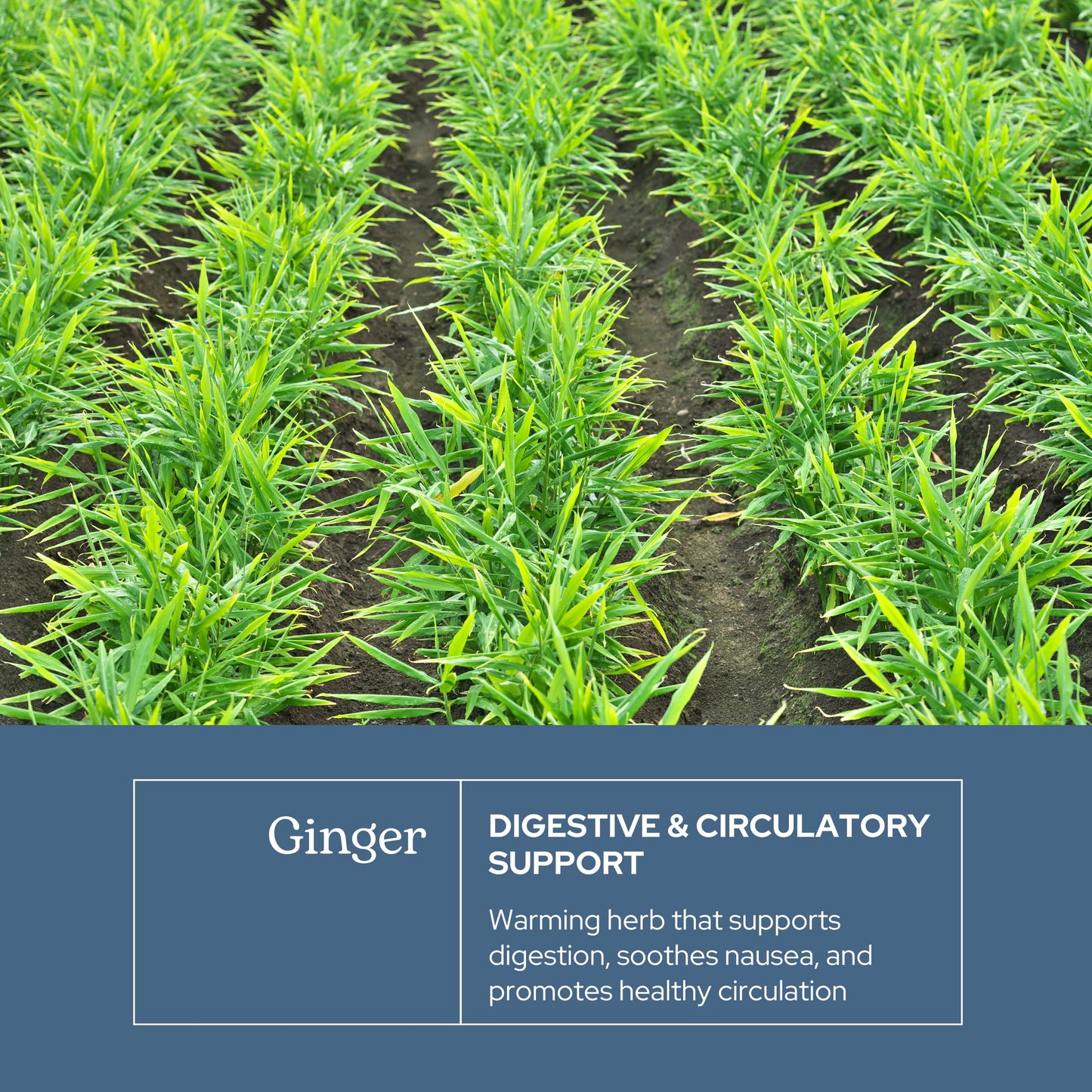 Eclectic Institute Ginger 395 mg Capsule, 50 Count