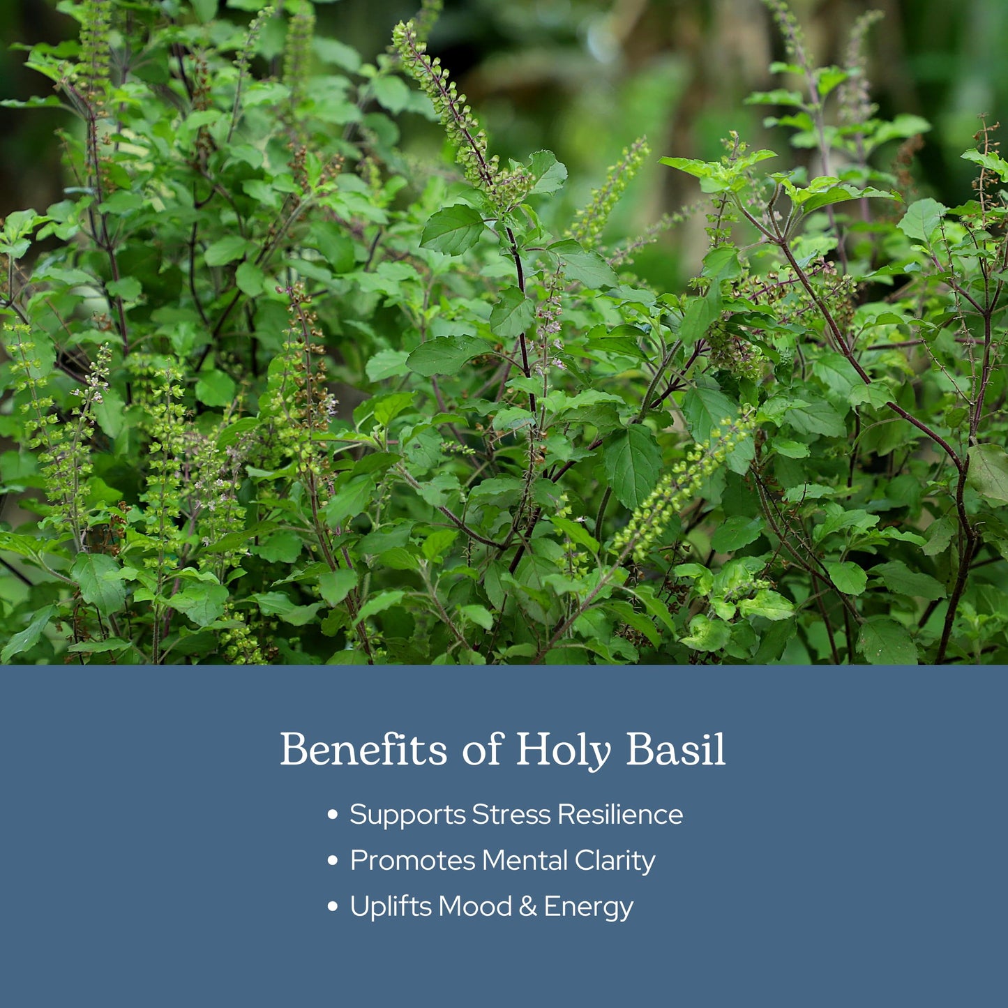 ECLECTIC INSTITUTE Holy Basil Capsules 90 Count