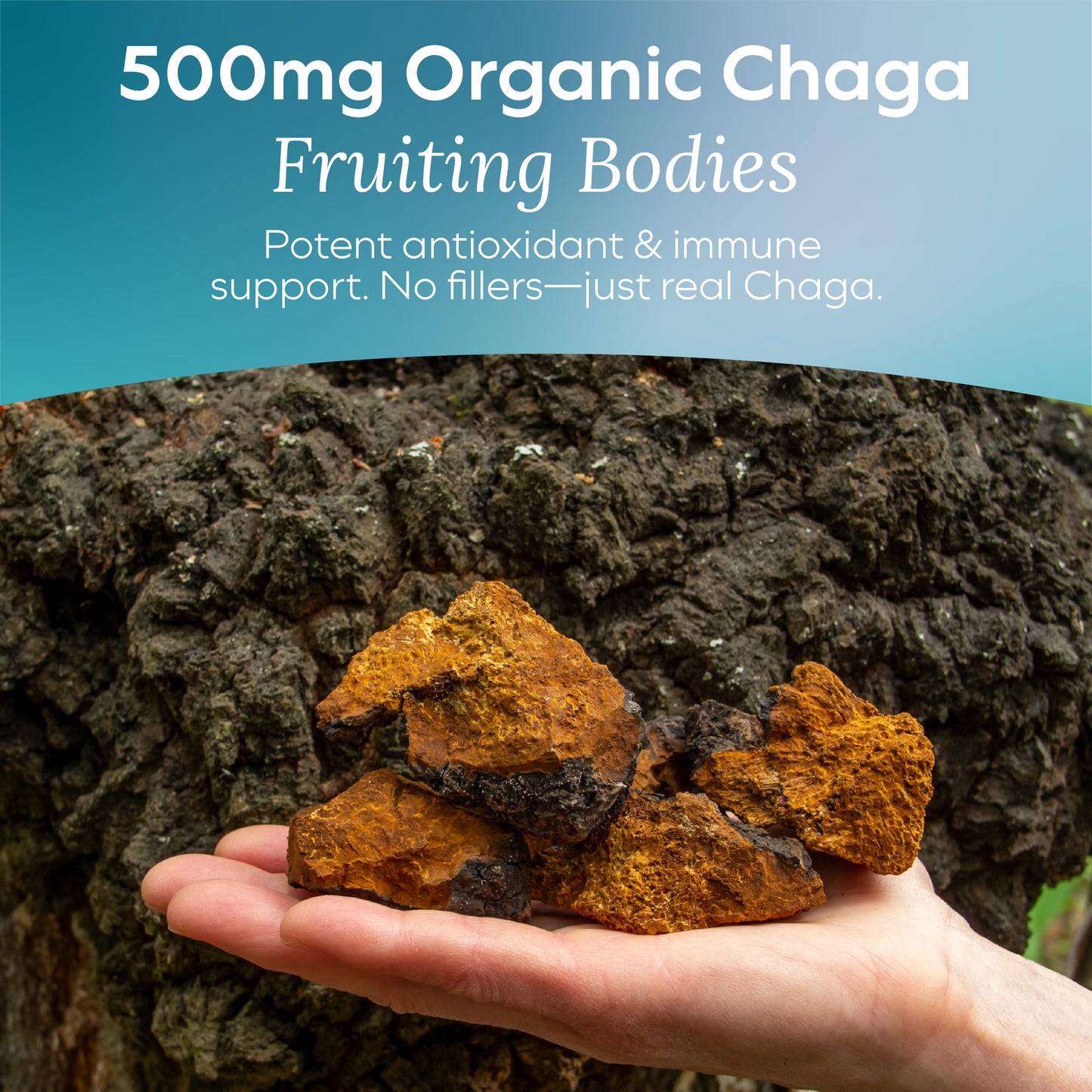 MYCL Detox Chaga Mushroom Gummies 60 Count