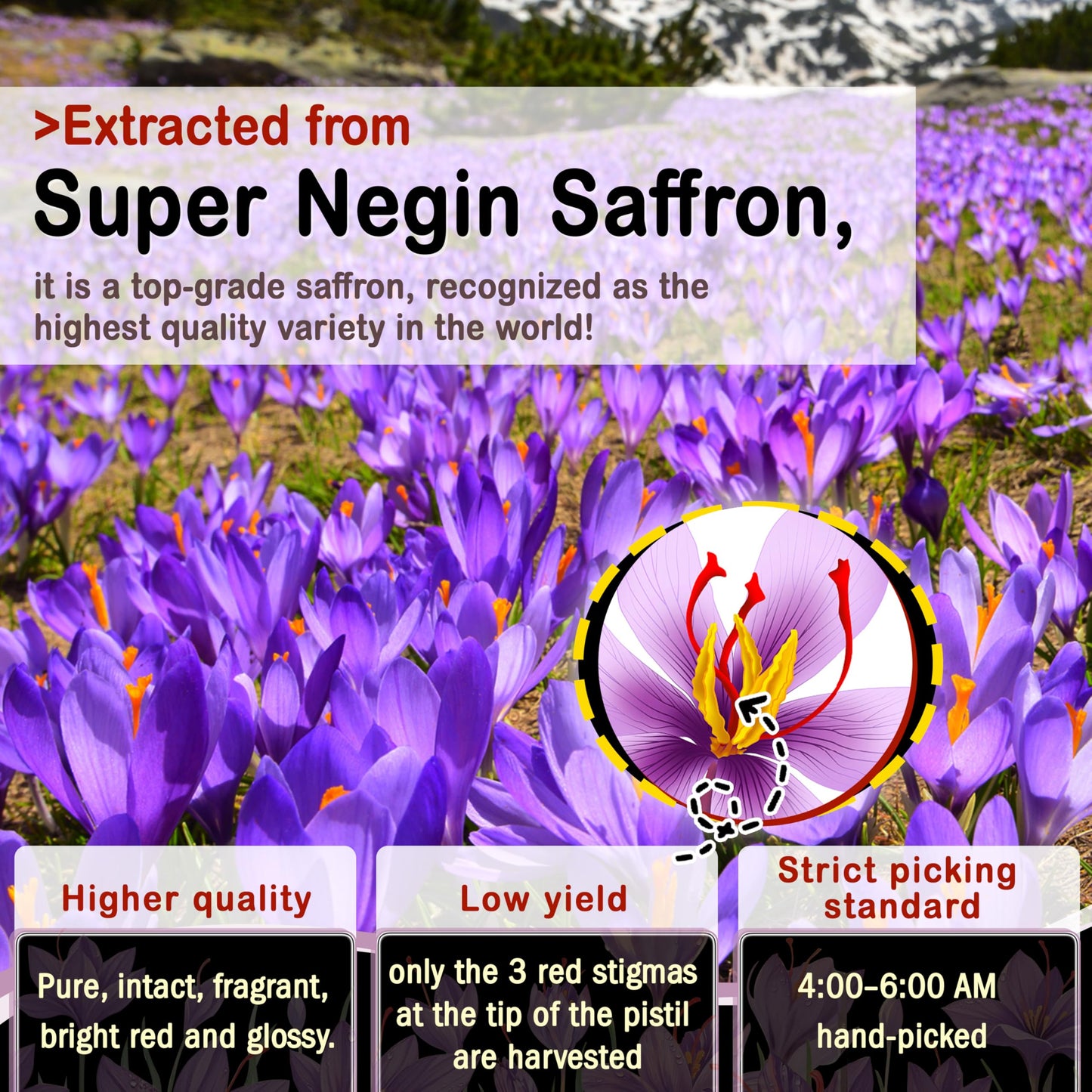 SUGAWITA Saffron Gummies 88.5mg 60 Gummies