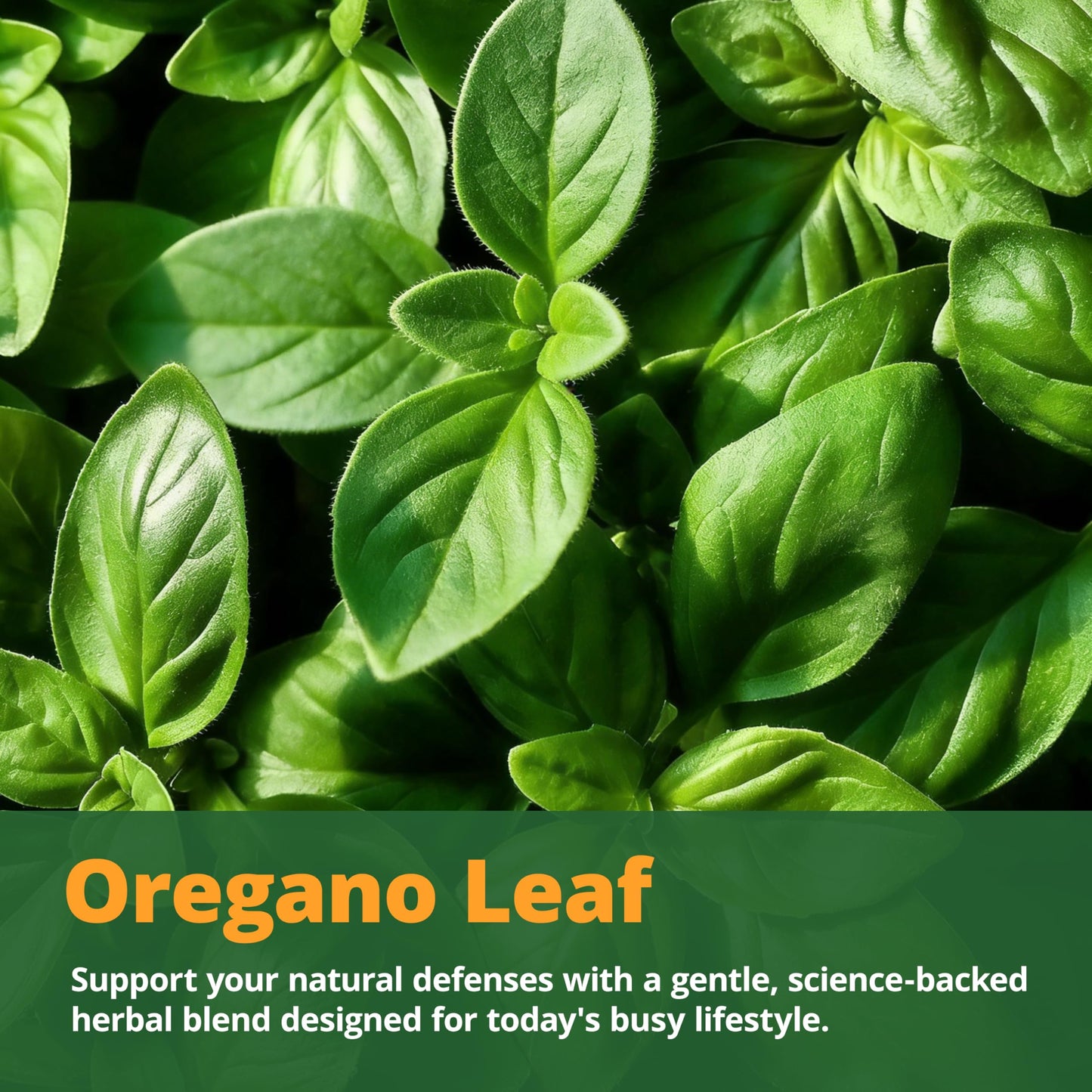 LincNutri Oil of Oregano with Black Seed Oil & Vitamin D3 165mg Carvacrol Enteric-Coated Softgels 120 Softgels