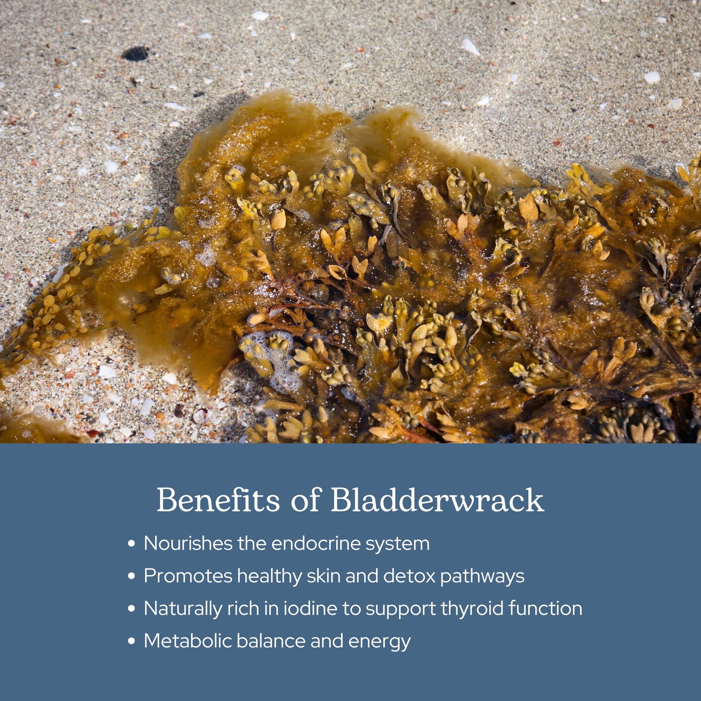 Eclectic Institute Bladderwrack Capsules, 90 Count