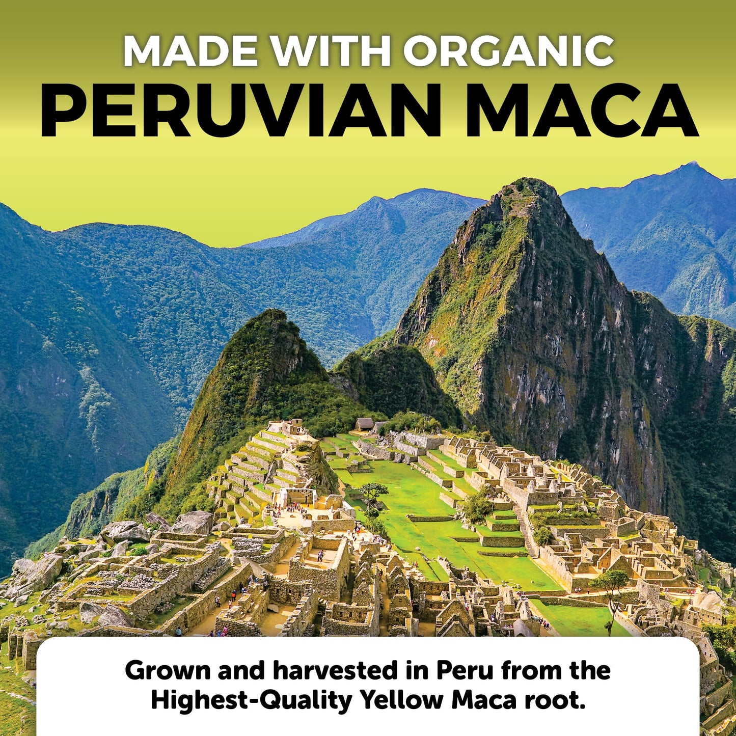 Viva Naturals Peruvian Maca Root Supplement 500mg Capsules 250 Count