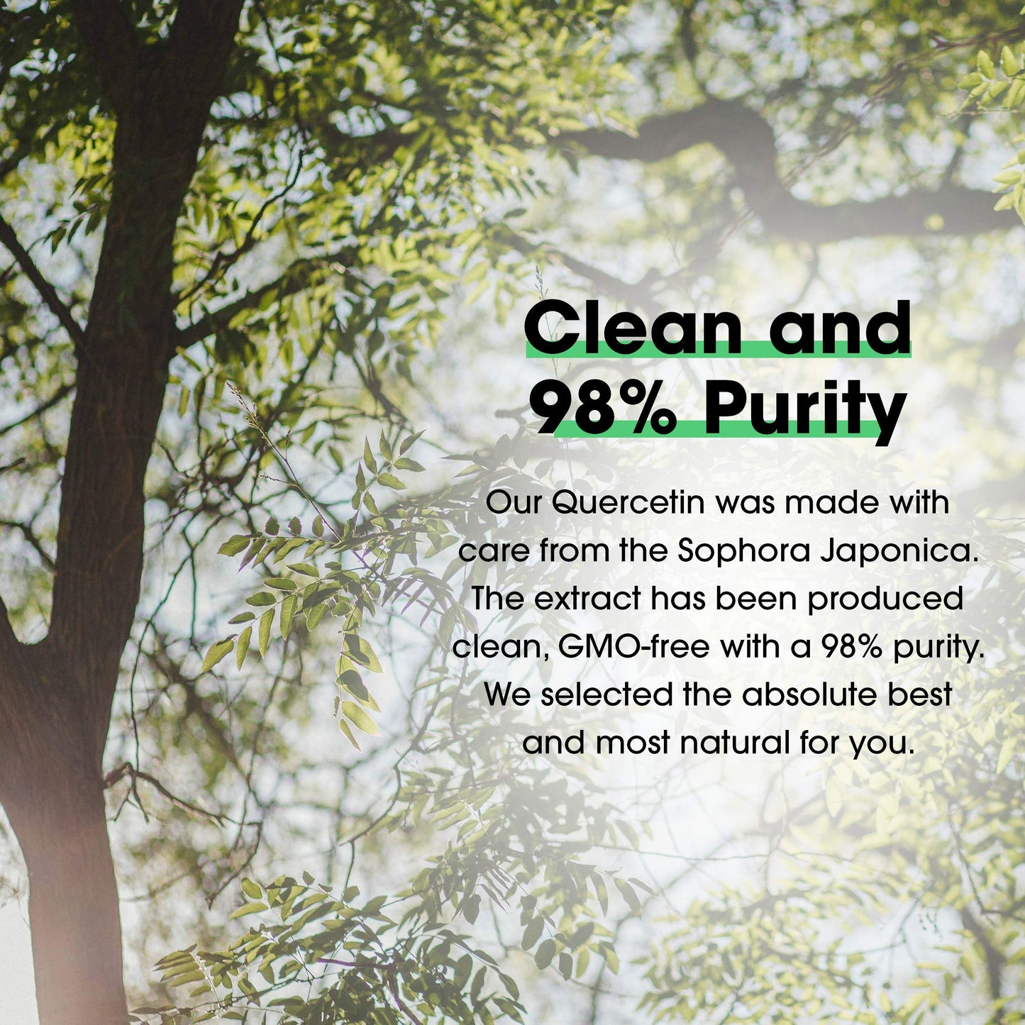 Samsara Herbs Quercetin Extract Powder 2
