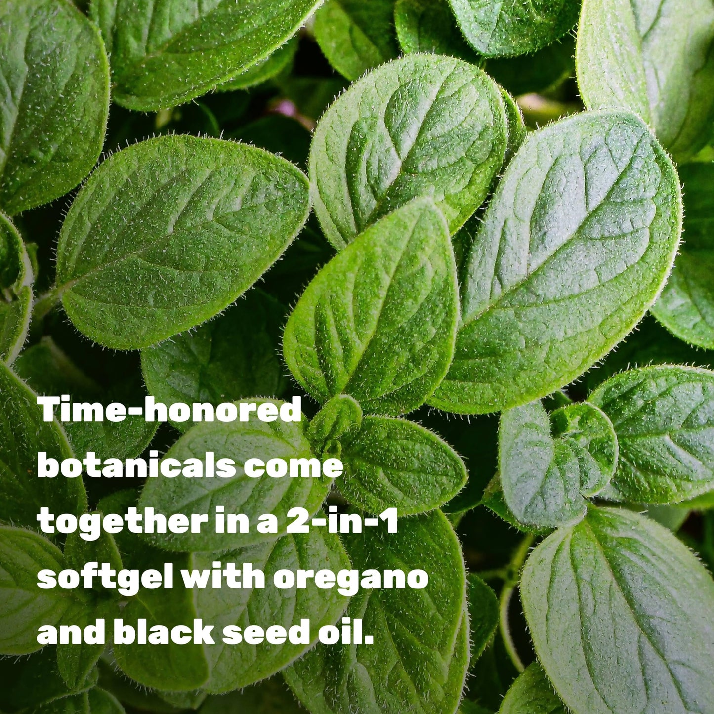 DEAL SUPPLEMENT Oil of Oregano Softgels with Black Seed Oil 150 Count