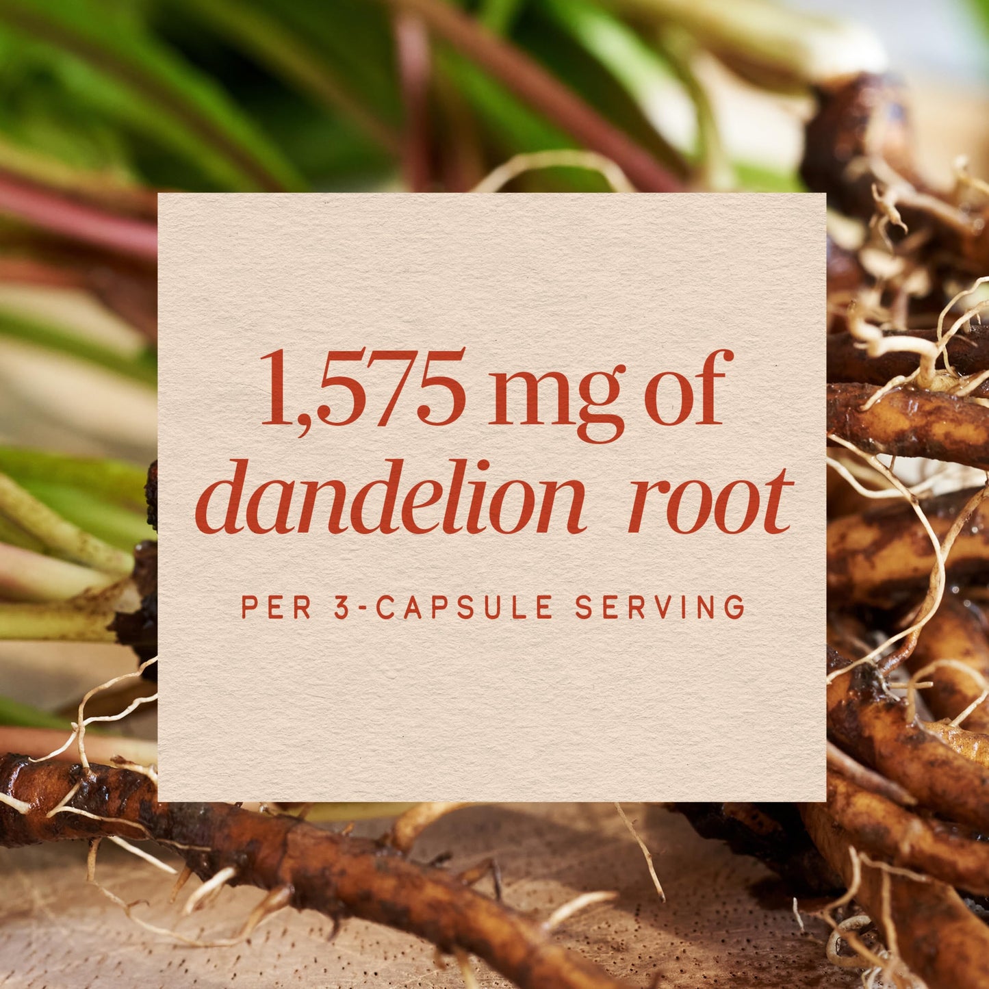 Nature's Way Dandelion Root Capsules 100 Count