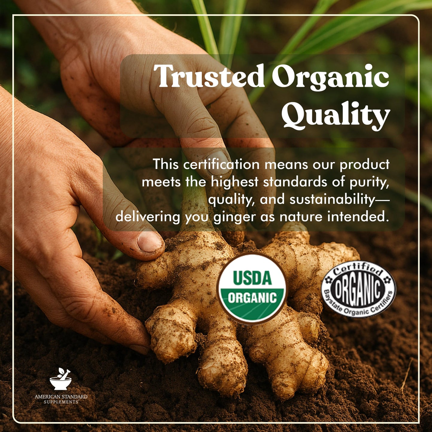 American Standard Supplements Organic Ginger Extract with Organic Black Pepper Extract 90 Capsules