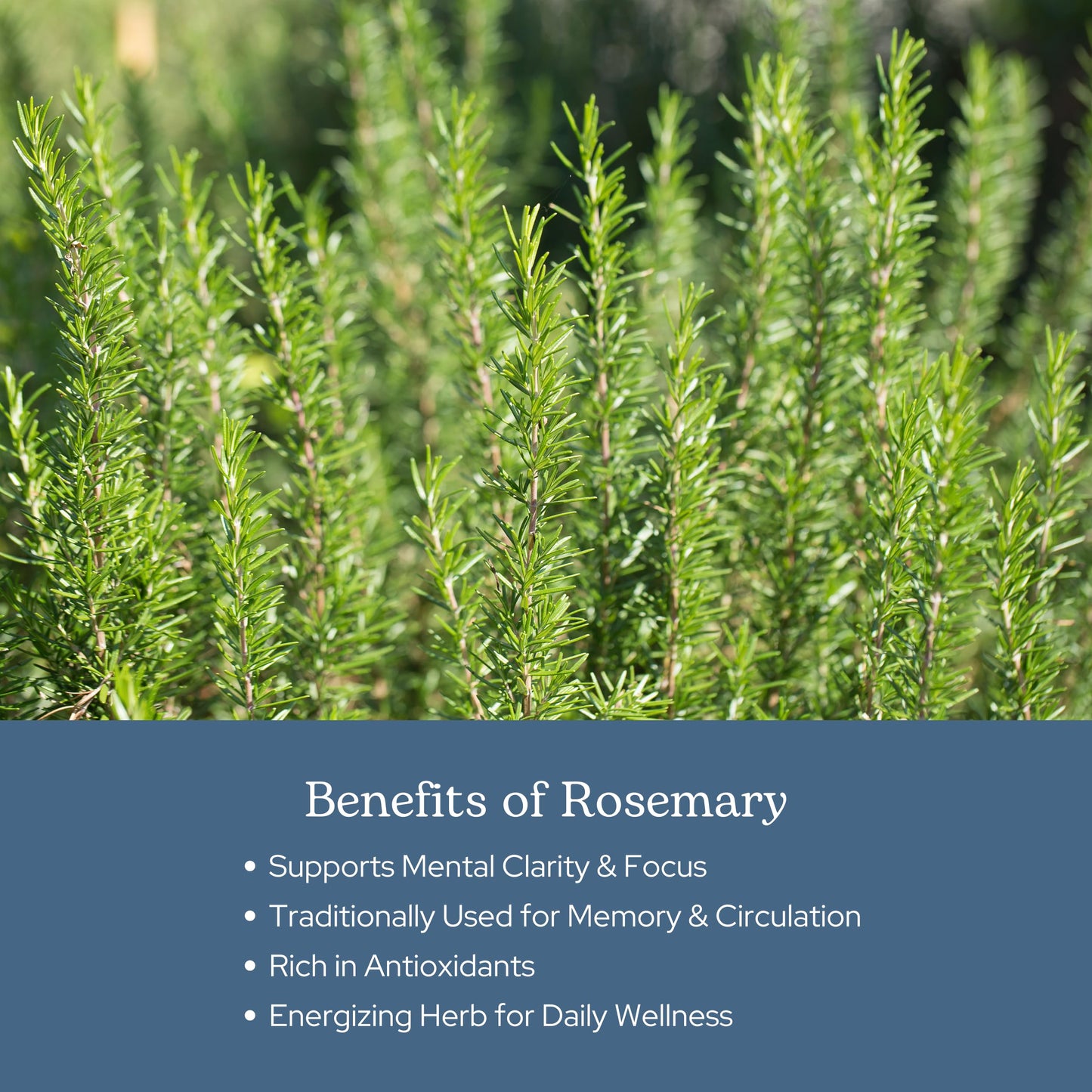 Eclectic Institute Rosemary Capsules, 90 Count