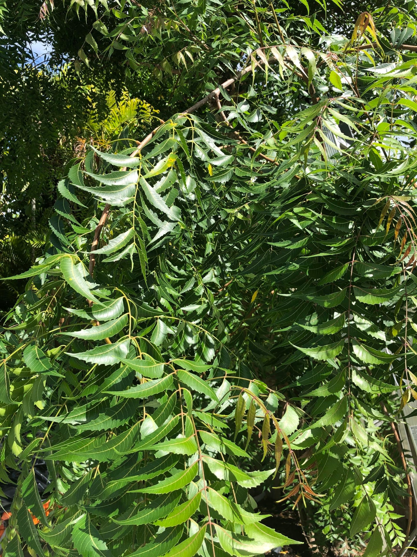A 1 books Neem Leaves Powder 50