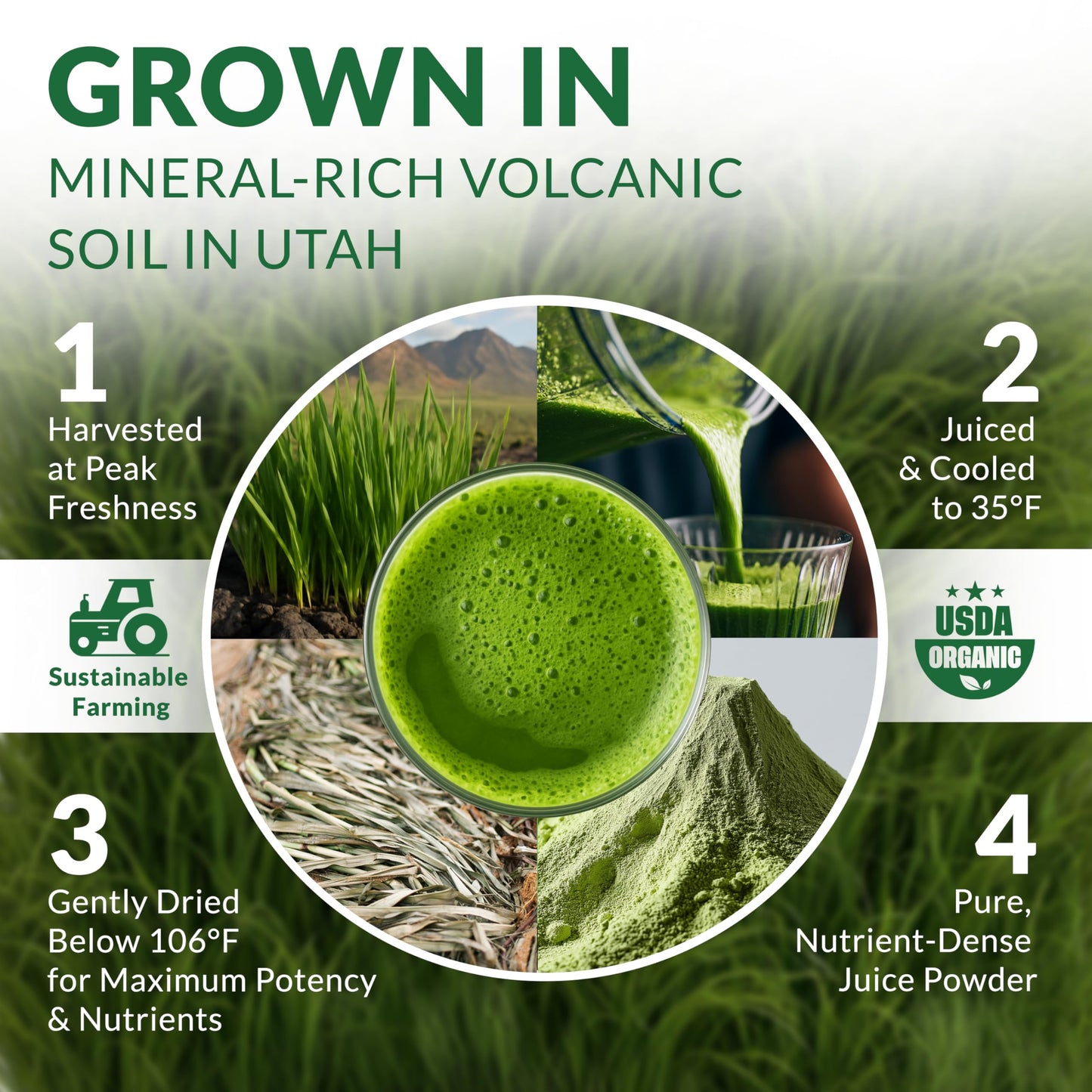 Nautical Elements Barley Grass Juice Powder Organic – Sourced from Utah’s Mineral-Rich Soil, Nutrient-Dense Barley Grass Powder – Raw & Cold-Processed Superfood, High Chlorophyll, 6.35