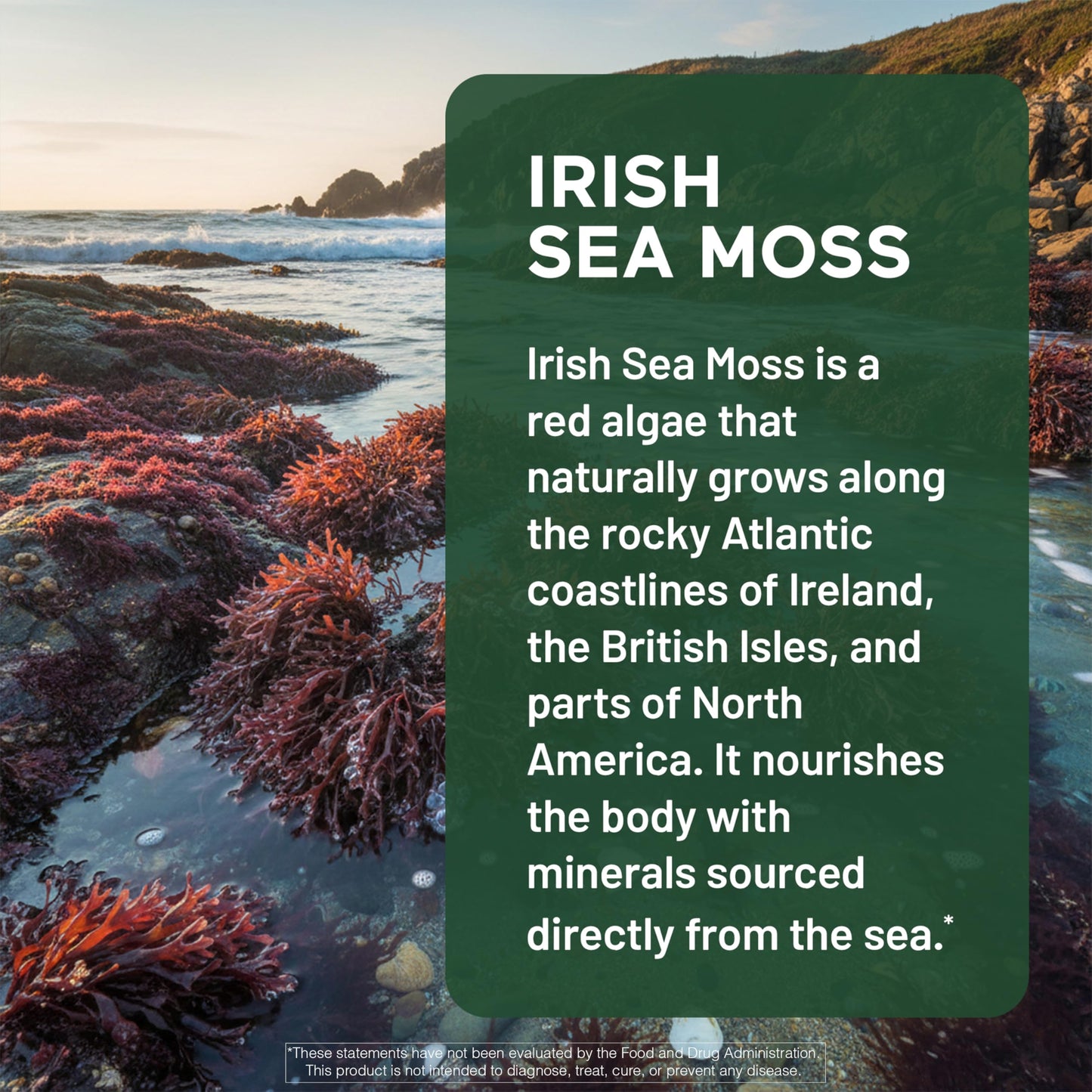 SMARTERNUTRITION Sea Moss Multimineral with Irish Sea Moss with Ashwagandha Bladderwrack Turmeric Zinc Vitamin C Elderberry Dandelion 60 Softgels