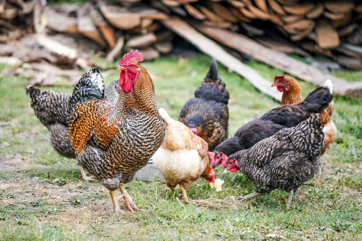 NUTRI-LINE Omega 3 for Roosters - EPA & DHA para Gallos Softgels 1