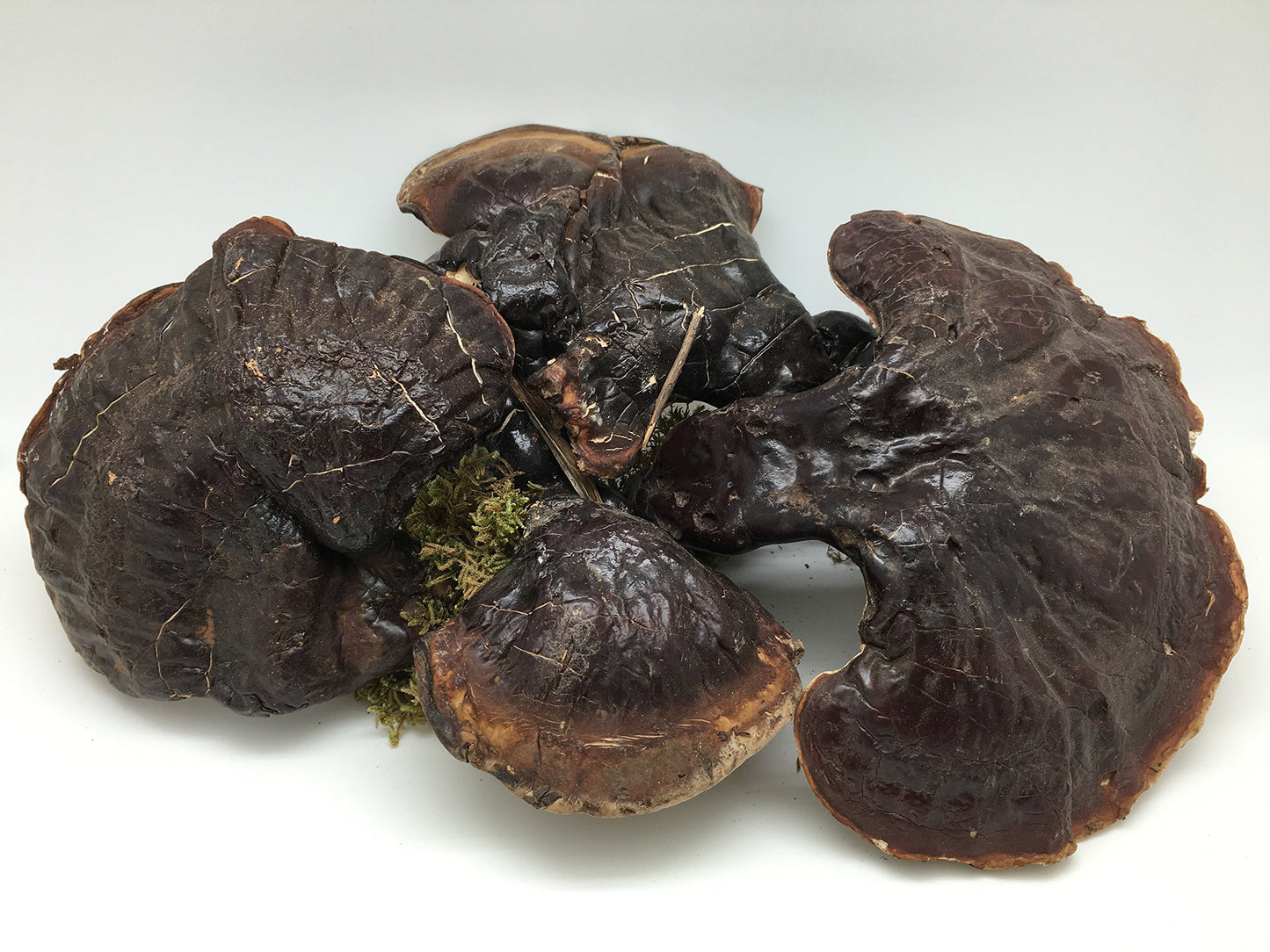 GREAT NECK HEALTHY FOOD INC. Wild American Ganoderma Lucidum Powder, 1.05 oz