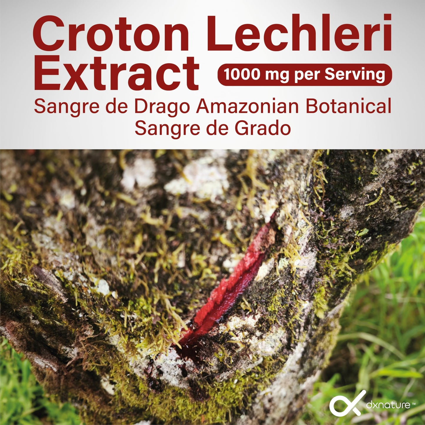 DXNATURE Dragon’s Blood Capsules 1000 mg Croton Lechleri Extract Digestive & Skin Support, 60 Capsules