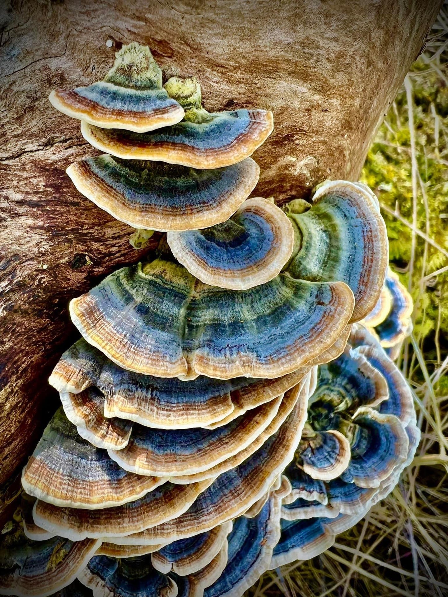 Meteor Mushrooms Turkey Tail Mushroom Powder 3.5274