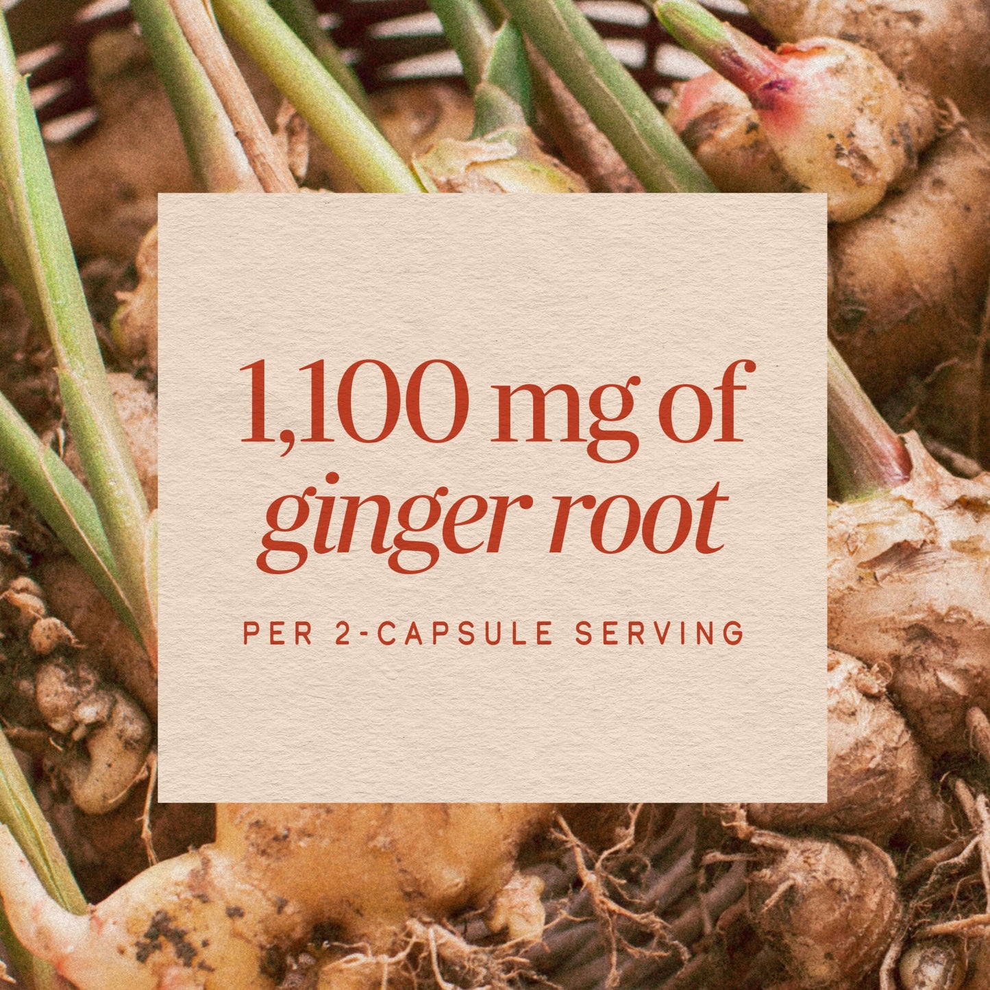 Nature's Way Ginger Root Capsules, 240 Count