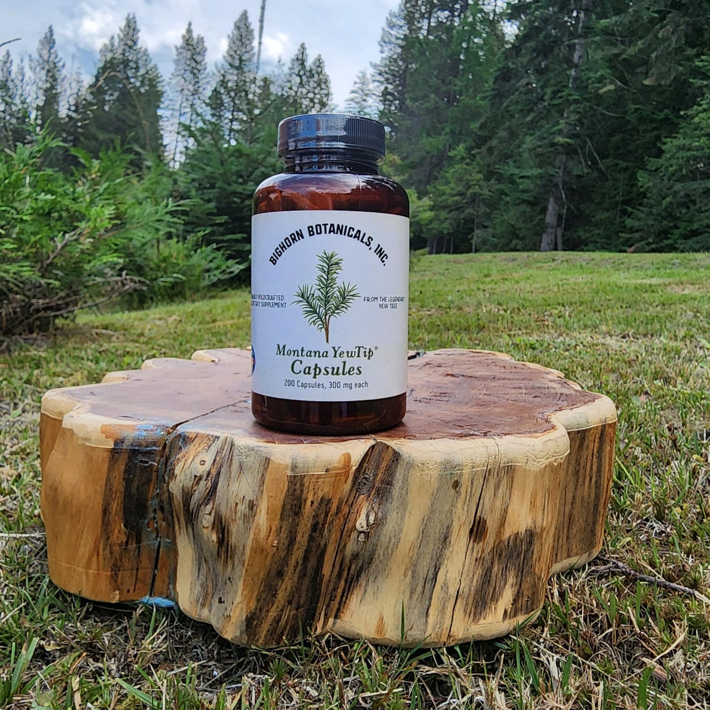 Bighorn Botanicals Montana Yewtip Capsules 200
