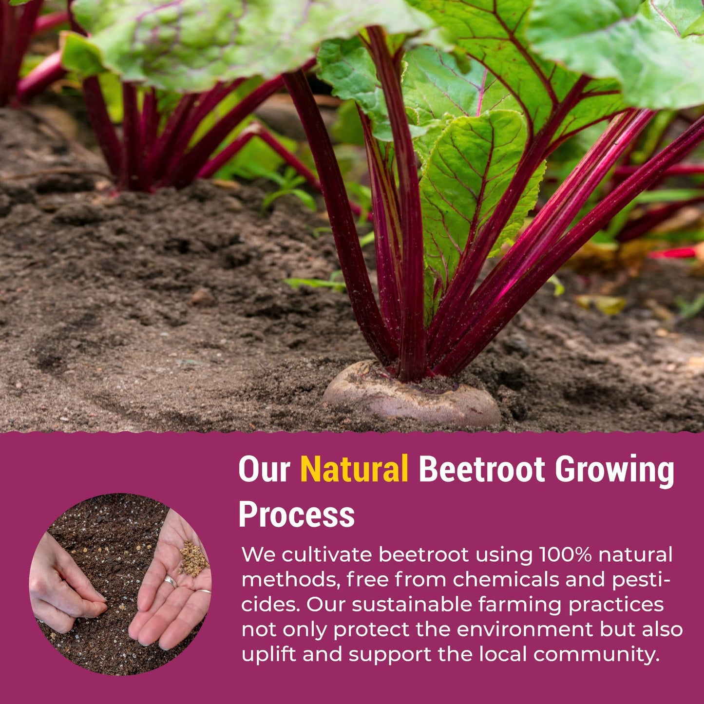 eHerbal PURE NATURE, PURE LIFE Beetroot & Celery Powder Pack Sticks 7.2