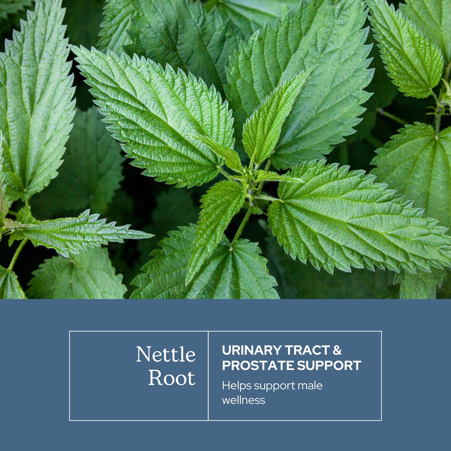 Eclectic Institute Nettle Root Capsules 90 Capsules