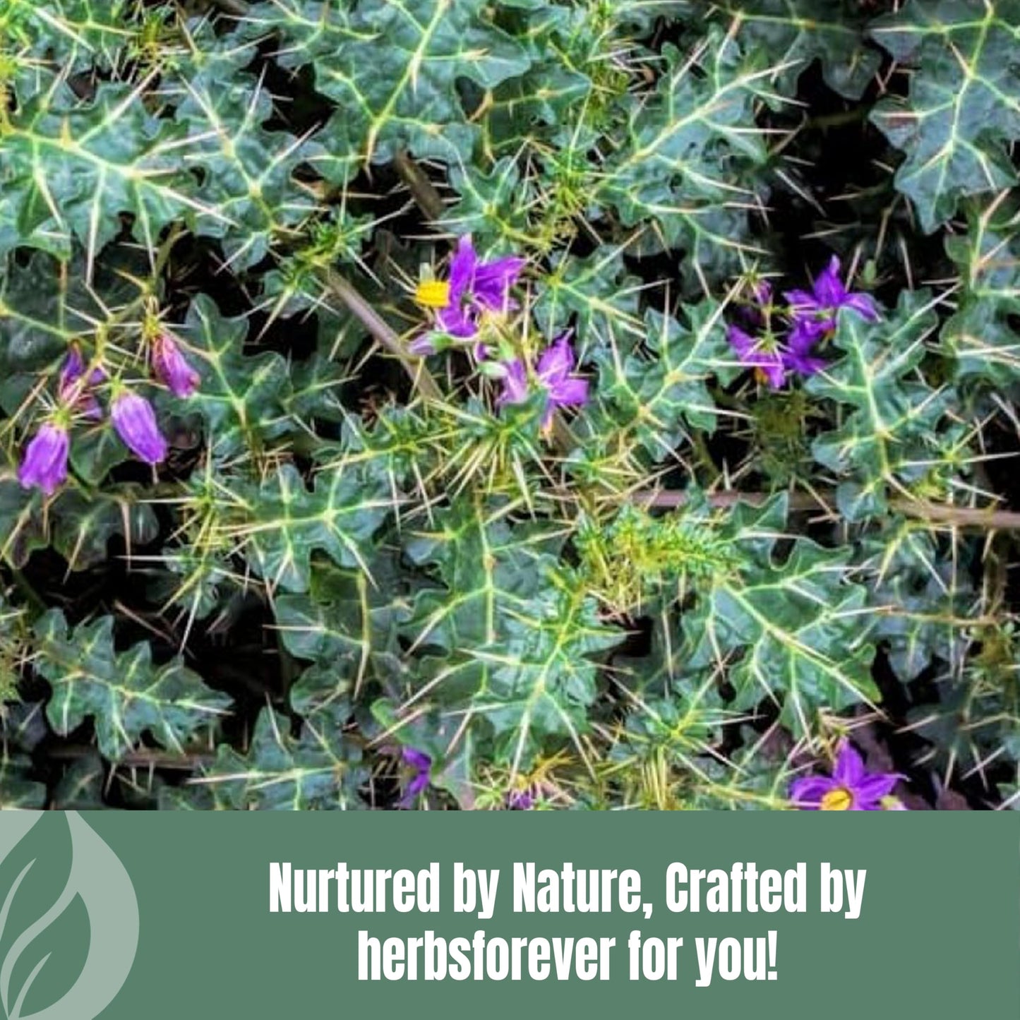Herbsforever Kantakari Plant Powder 16 oz
