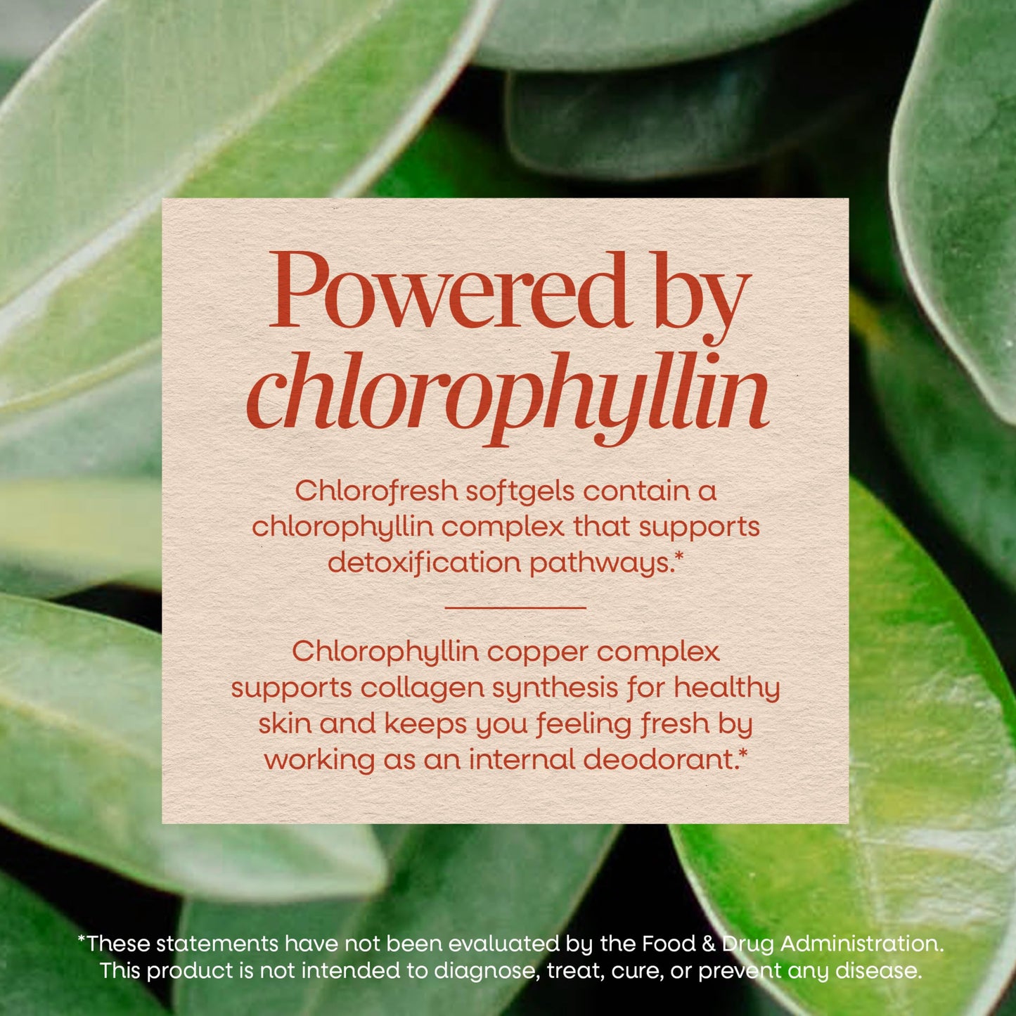 Nature's Way Chlorofresh Chlorophyll Concentrate Softgel, 90 Softgels