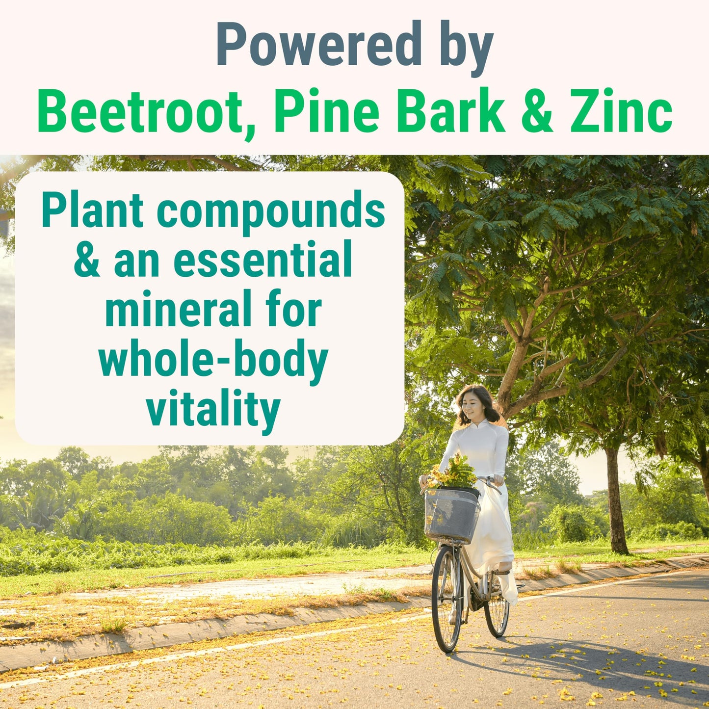SHIZAM Pine Bark Extract L-Arginine L-Citrulline Beetroot Probiotic Fiber Methylated B Complex Zinc Gummies 60 Count