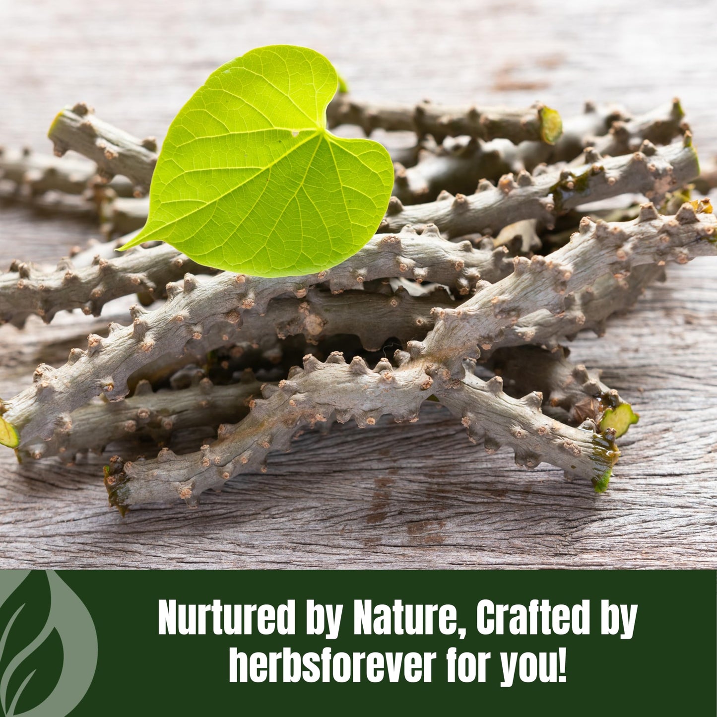 Herbsforever Guduchi (Tinospora Cordifolia) Powder, Ayurvedic Herbal Supplement, 8.11 oz