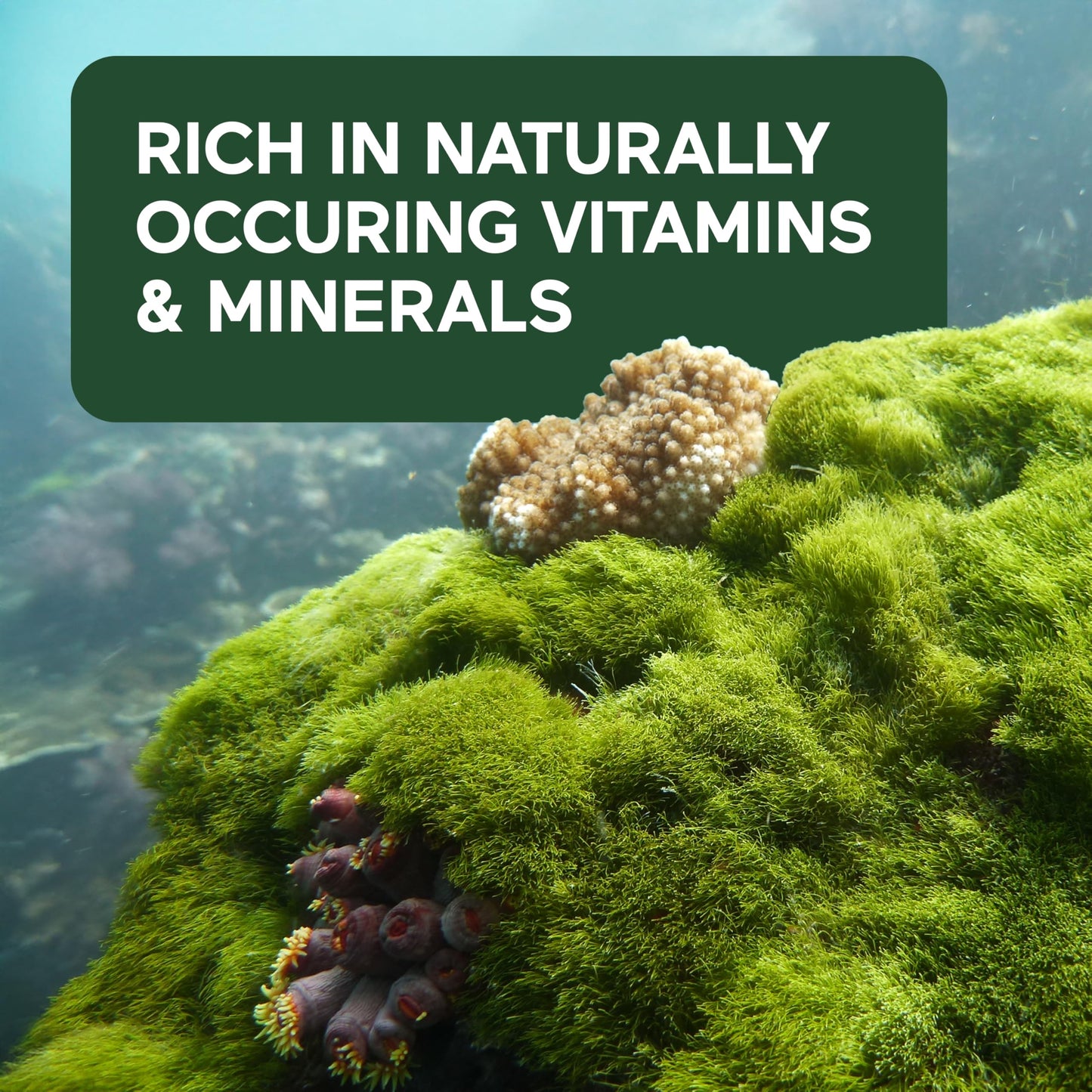 SMARTERNUTRITION Sea Moss Multimineral with Irish Sea Moss with Ashwagandha Bladderwrack Turmeric Zinc Vitamin C Elderberry Dandelion 60 Softgels