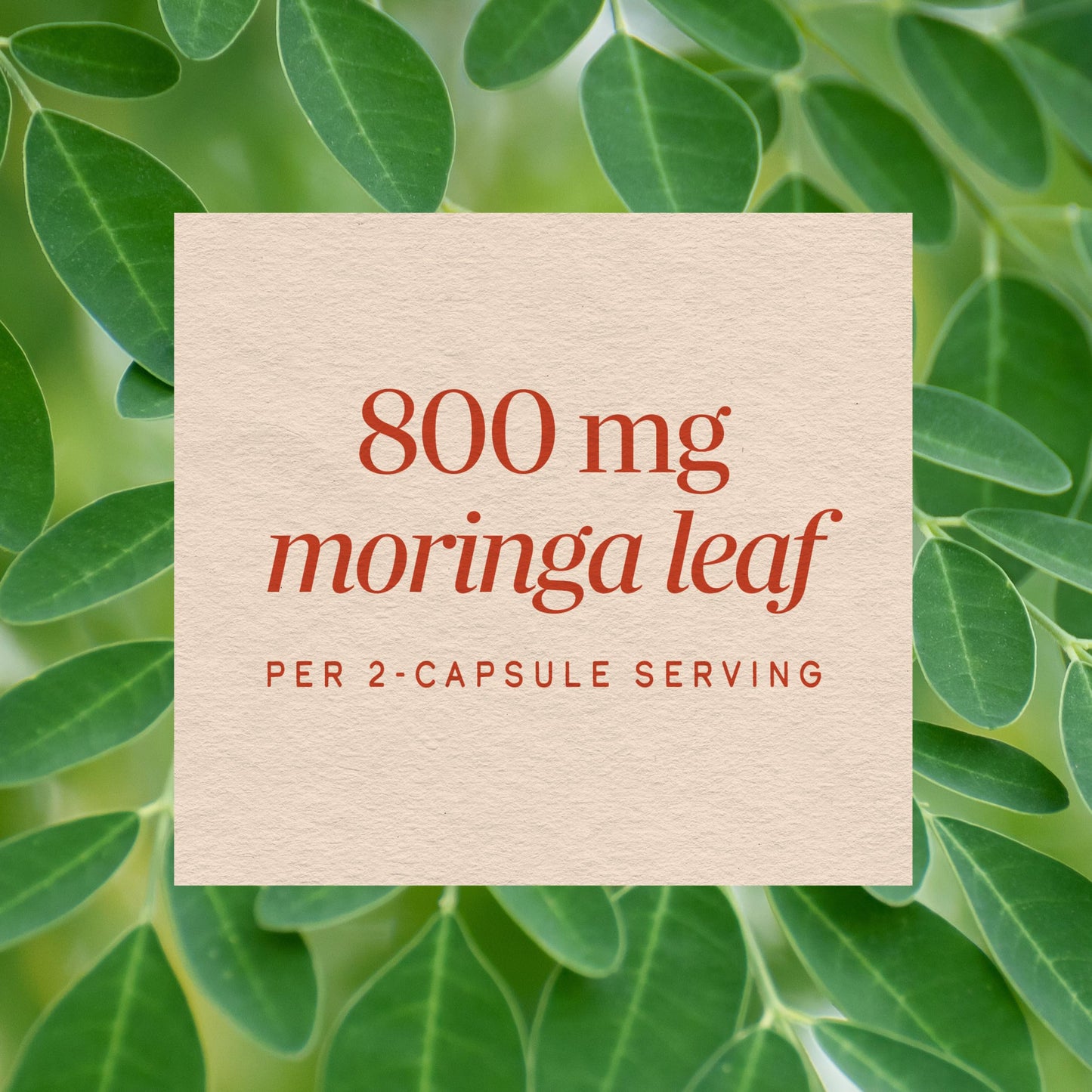Nature's Way Moringa Leaf, Moringa oleifera, 800 mg per Serving, 120 Capsules