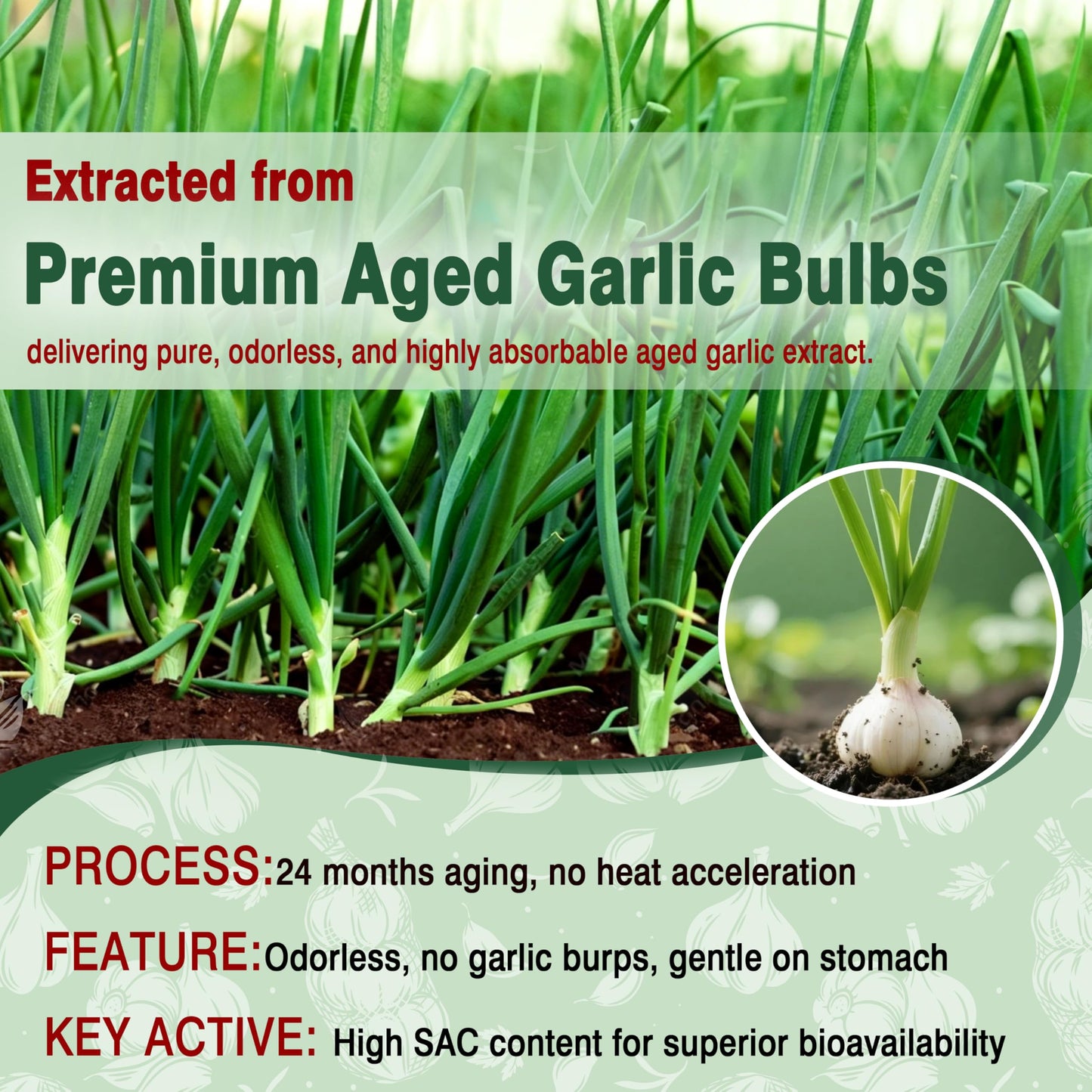 SUGAWITA Odorless Aged Garlic Extract 300mg Gummies with CoQ10, 2-Year Matured Garlic Supplement, Standardized for S-Allylcysteine, Sugar Free Vegan Non-GMO Raspberry Flavor Chewable 60 Count
