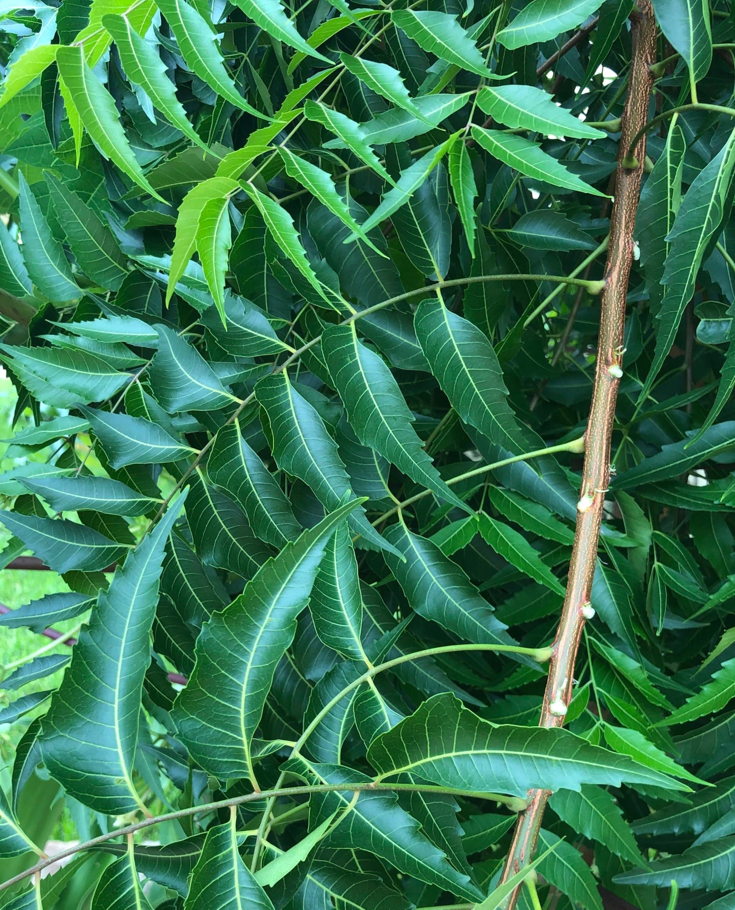 A 1 books Neem Leaves Powder, 50