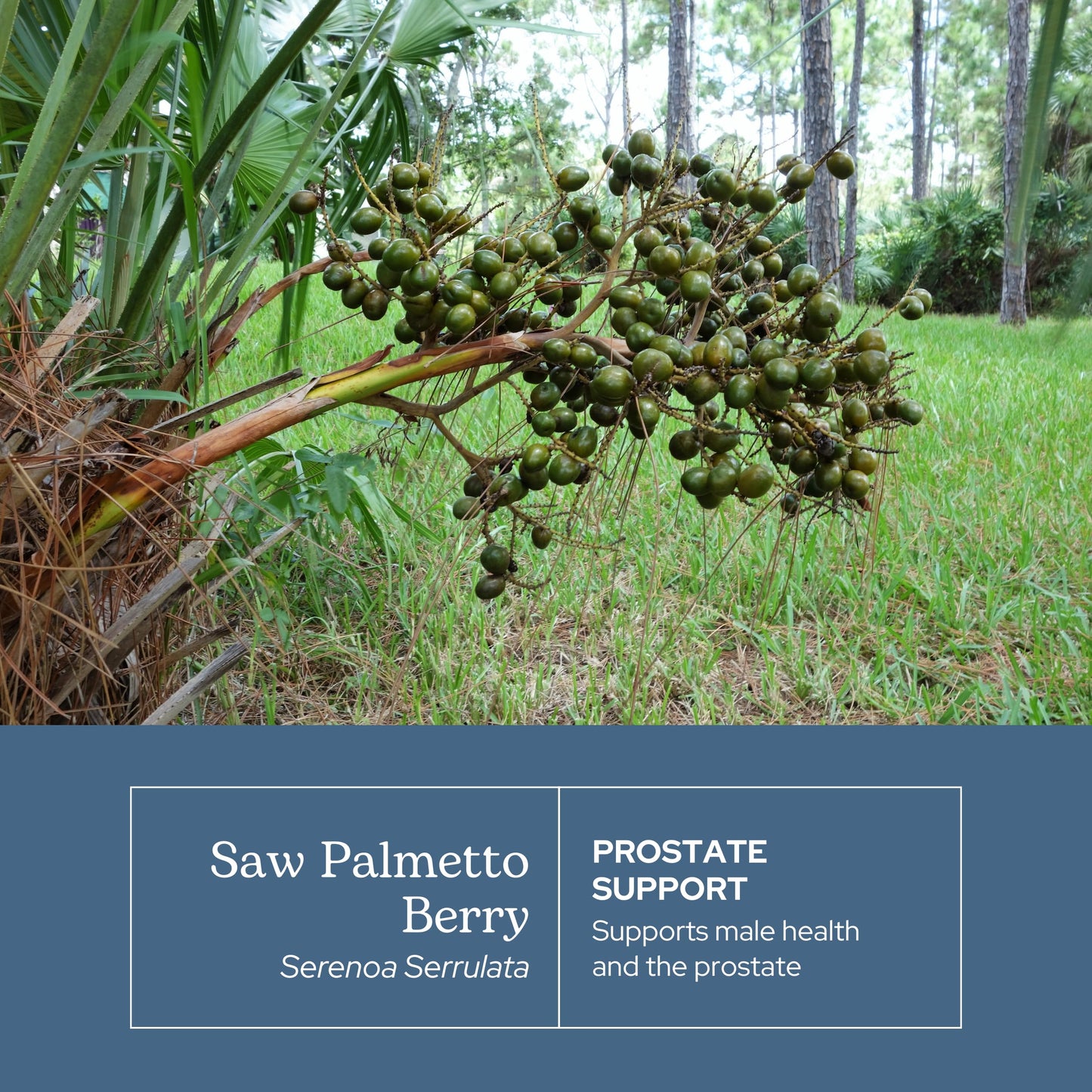ECLECTIC INSTITUTE Fresh Freeze-Dried Saw Palmetto 600 mg, 240 Capsules