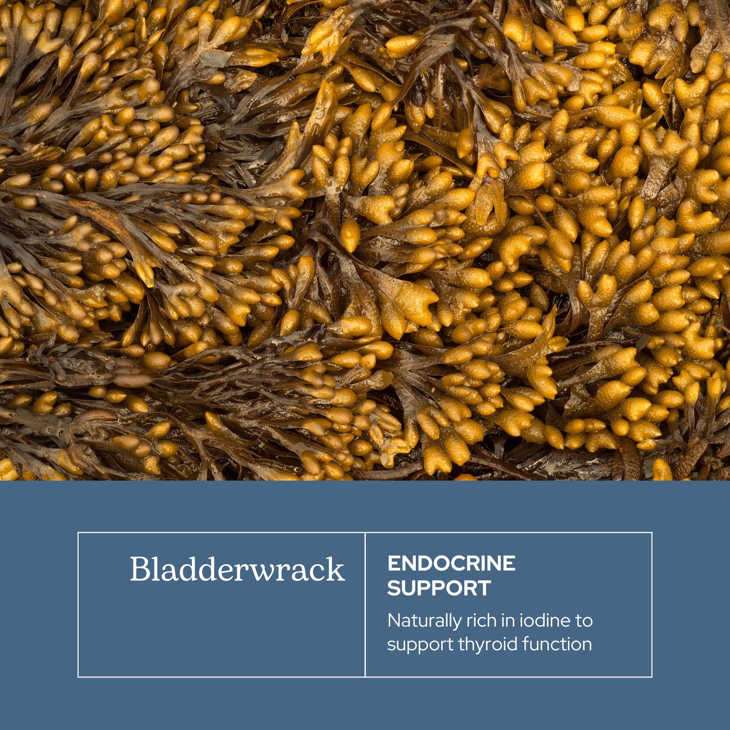 Eclectic Institute Bladderwrack Capsules, 90 Count